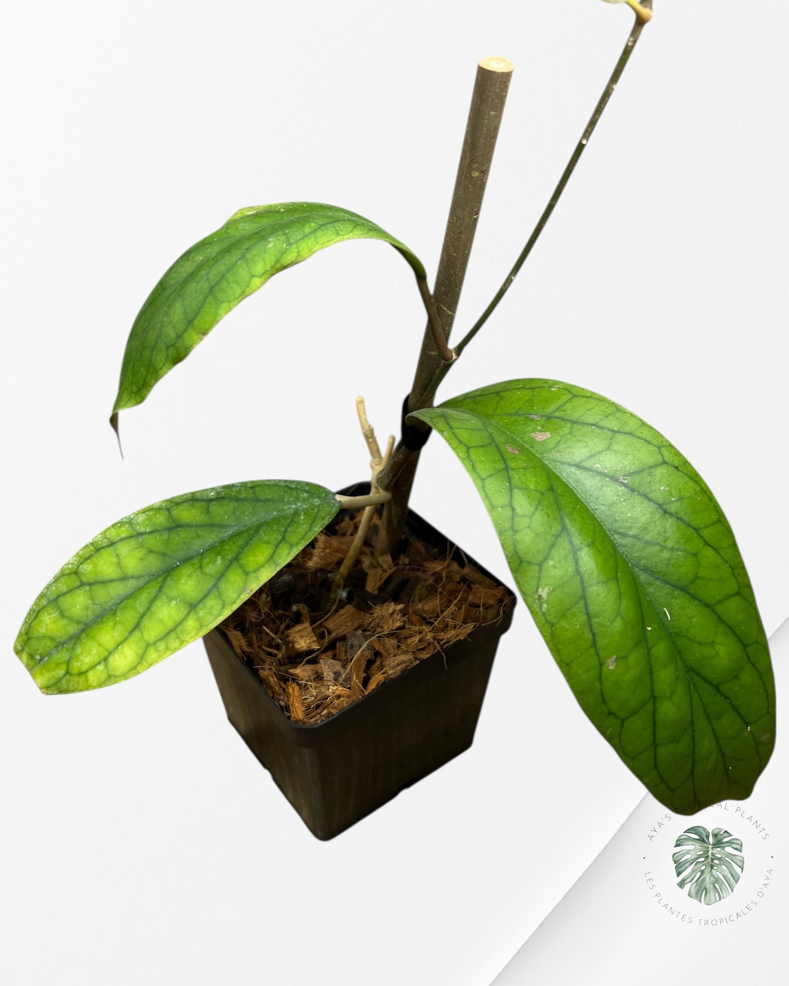 Hoya Vitellinoides - F2