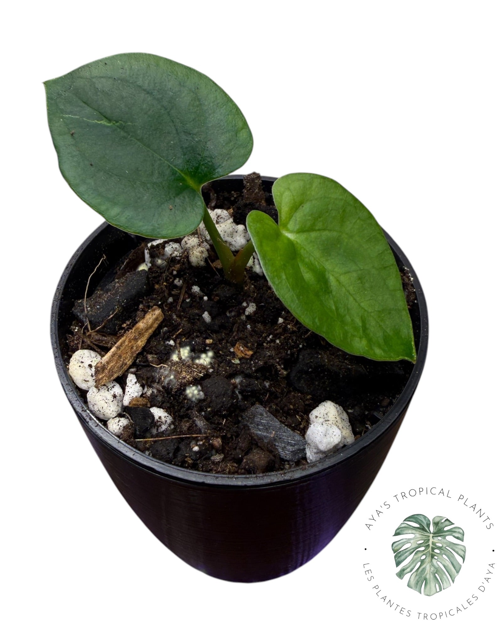 Anthurium Magie Noire