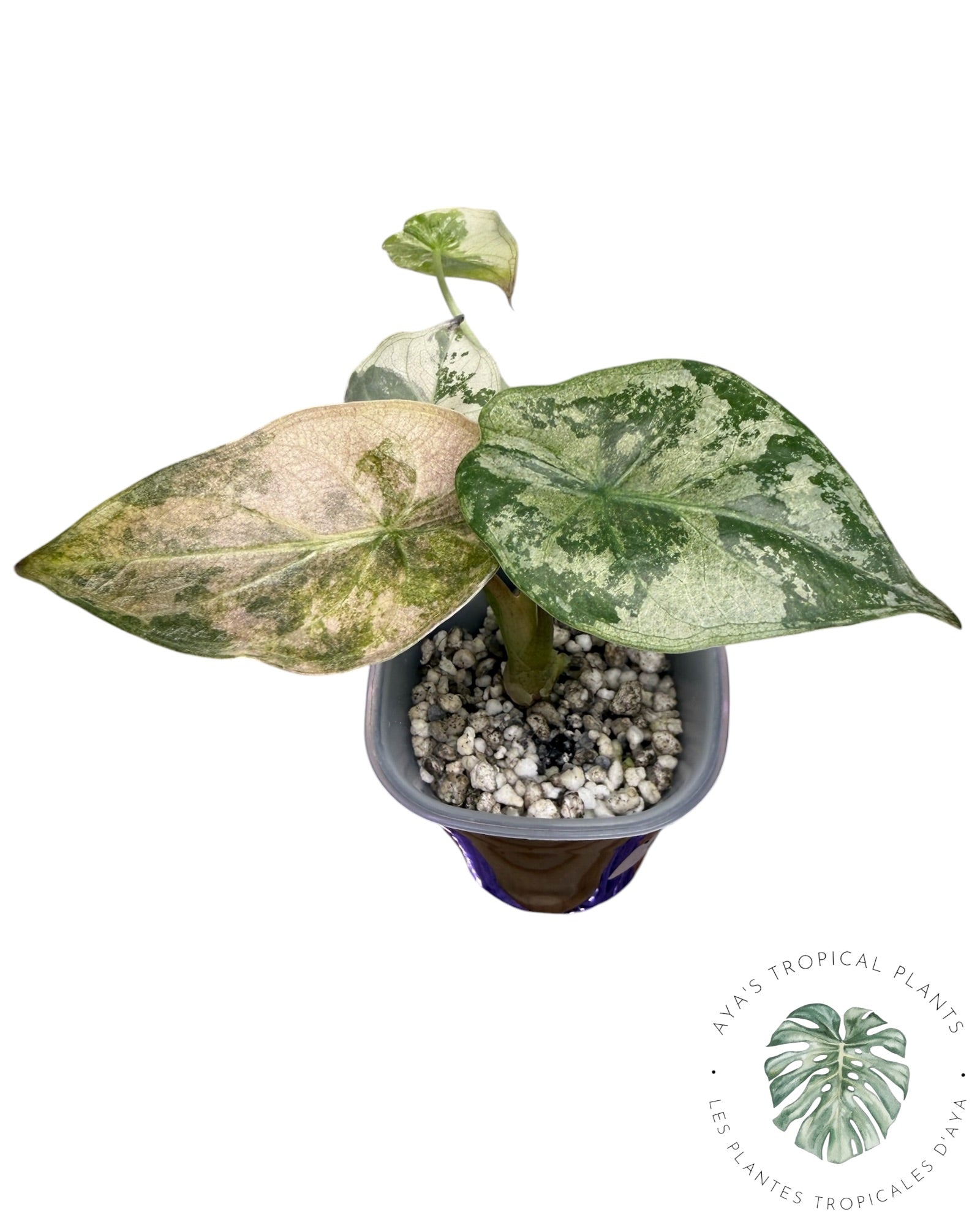 Alocasia Wentii Albo Pink Variegated