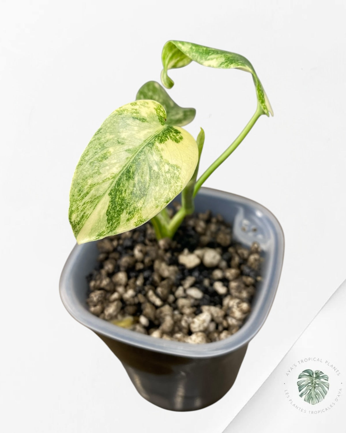 Monstera Deliciosa Legacy