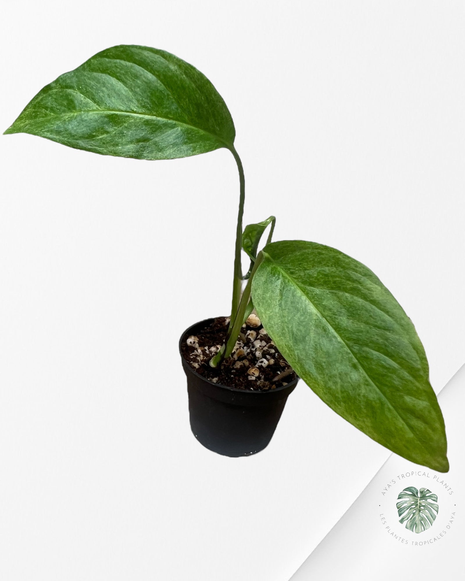 Monstera Laniata mint - 4