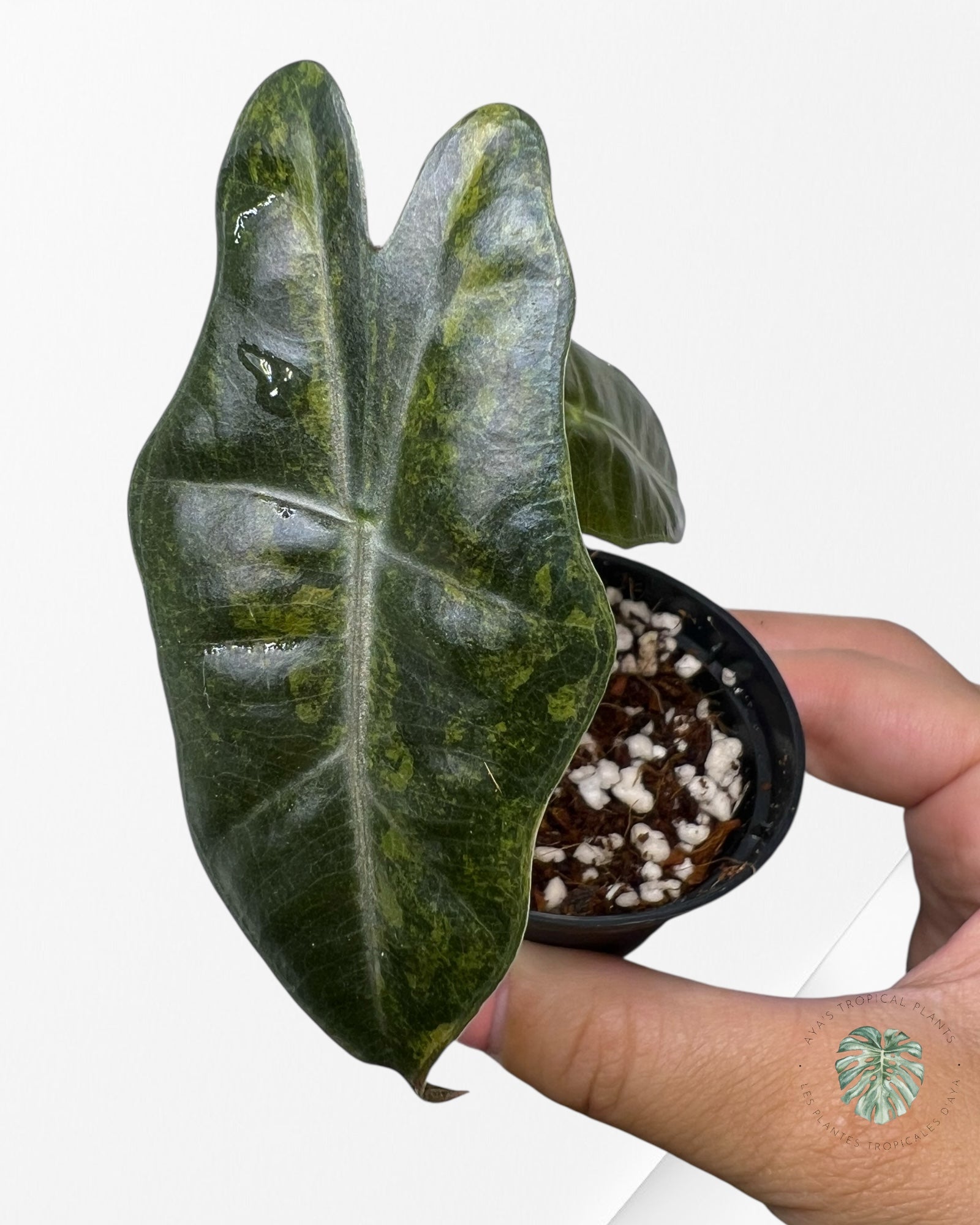 Alocasia Pseudo Sanderiana Variegated (Aurea) - 1
