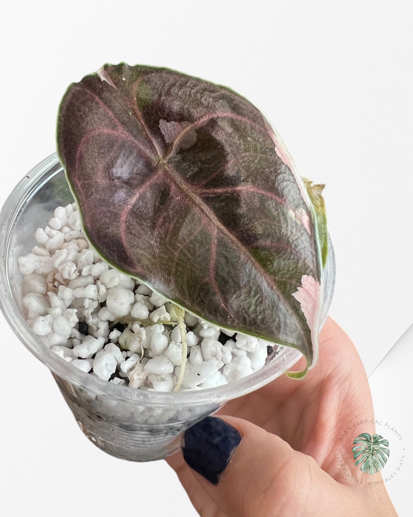 Alocasia Azlanii variegated-ASV1