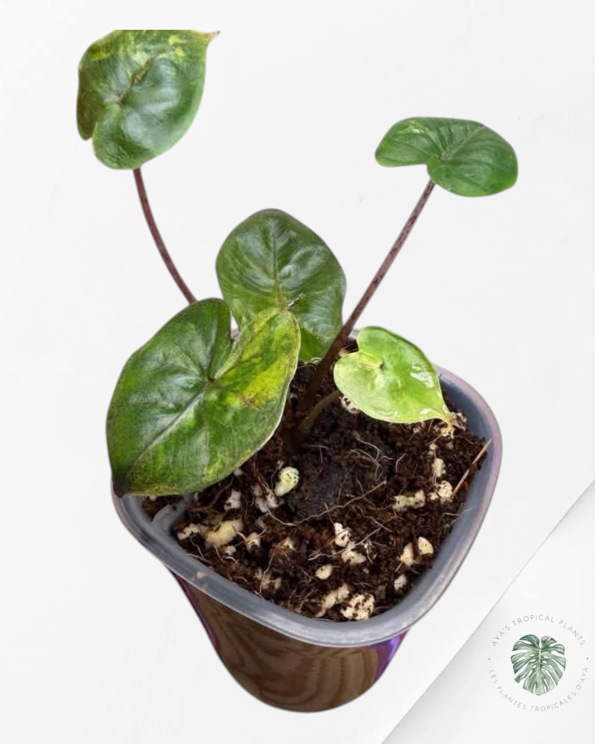 Alocasia Yucatan Aurea Variegated