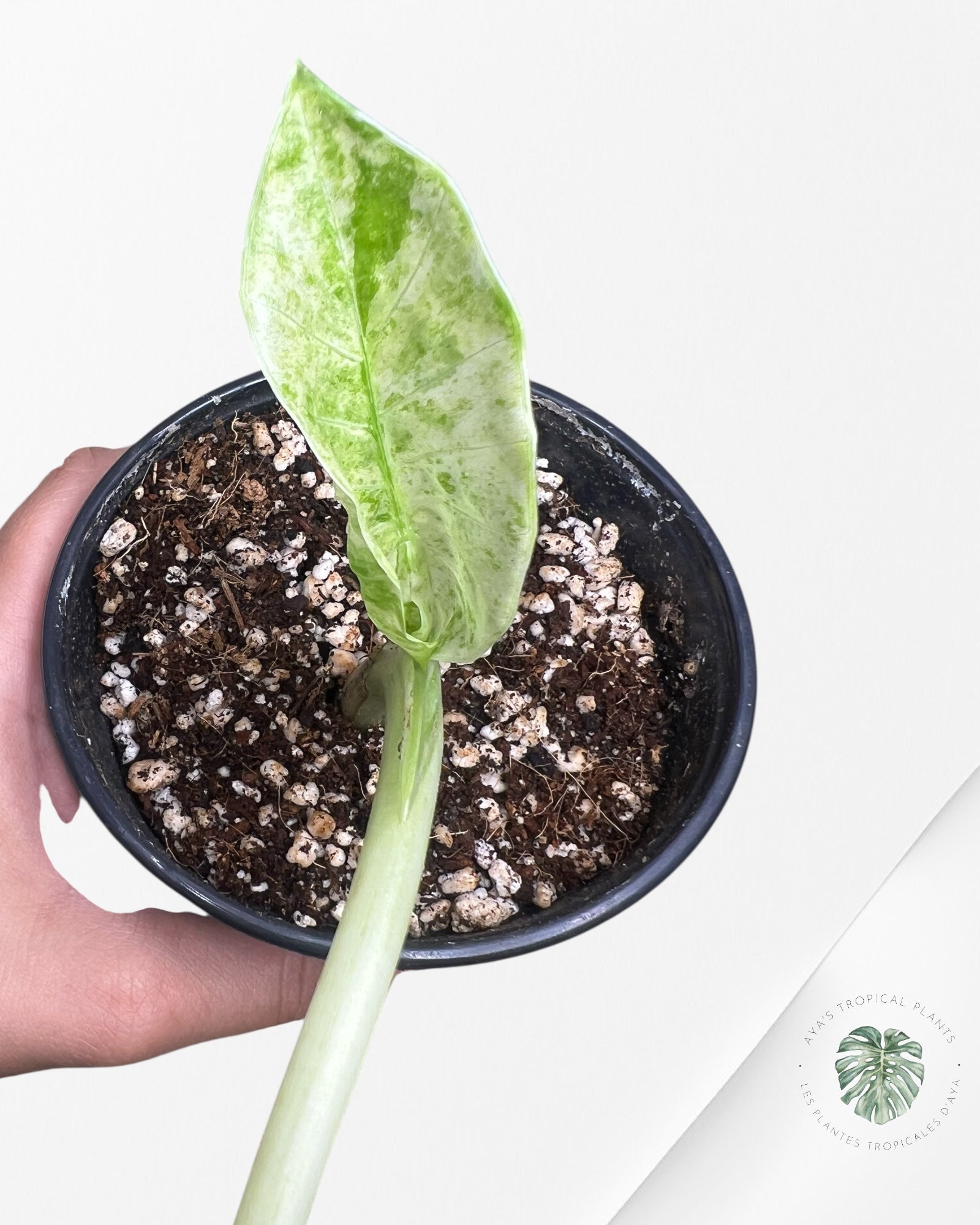 Alocasia Macrorrhiza Splash -SPE