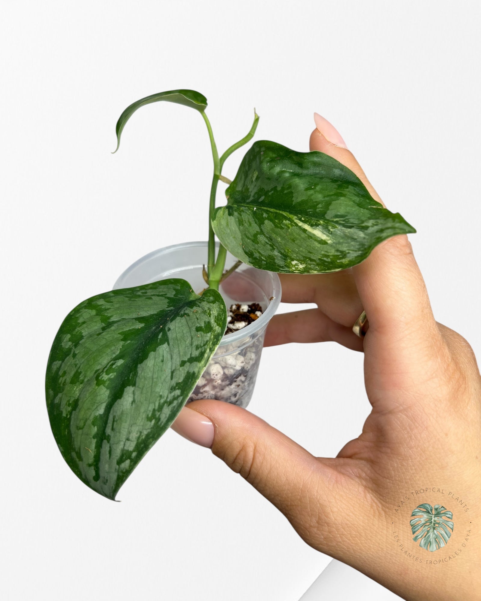 Scindapsus Sadewa - SS04