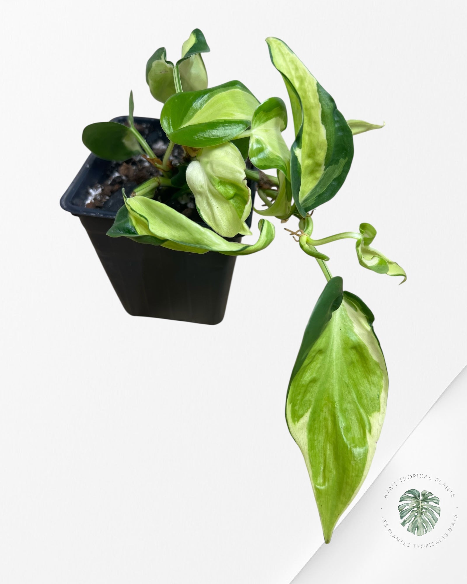 Philodendron hederaceum 'Cream Splash' - F2