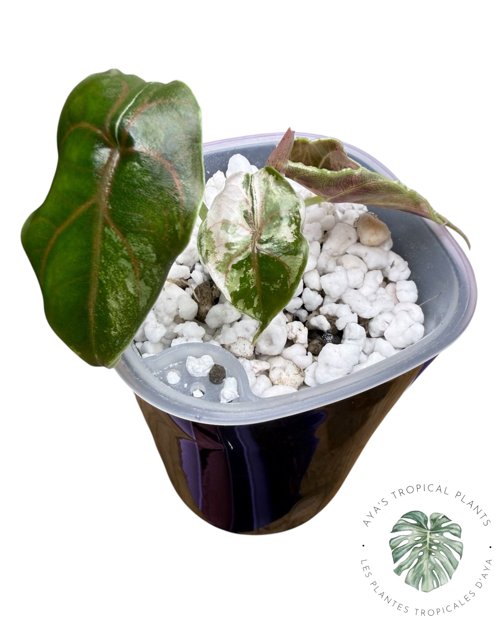 Alocasia Azlanii Pink Variegated