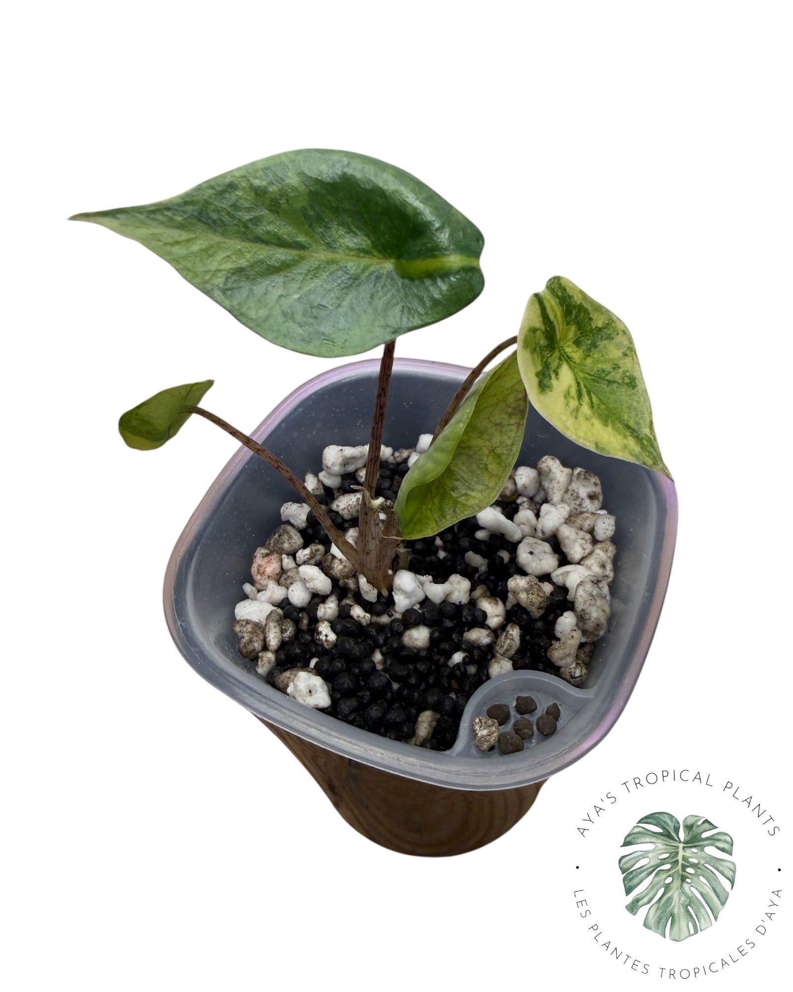 Alocasia Heterophylla Metallic  Aurea Variegated