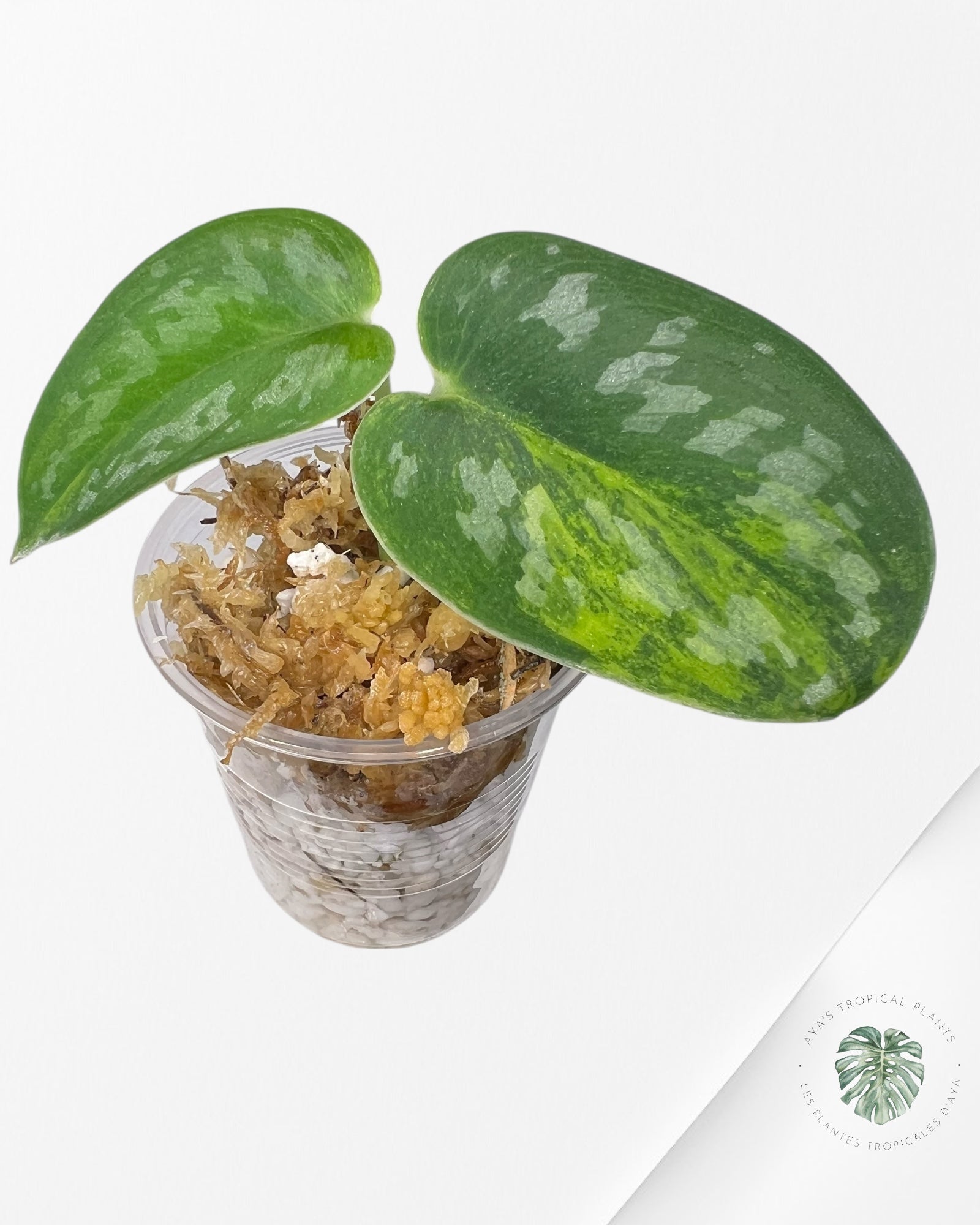 Diamant vert Scindapsus - SGD1