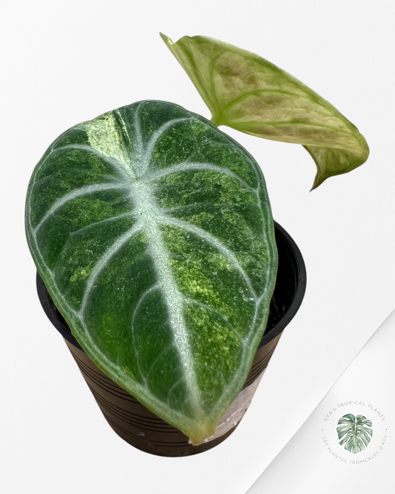 Alocasia Ninja Tricolor-ANT1