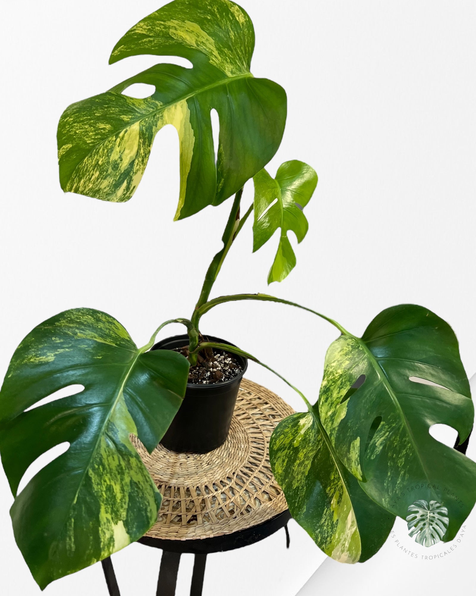 Monstera Aurea -JA8