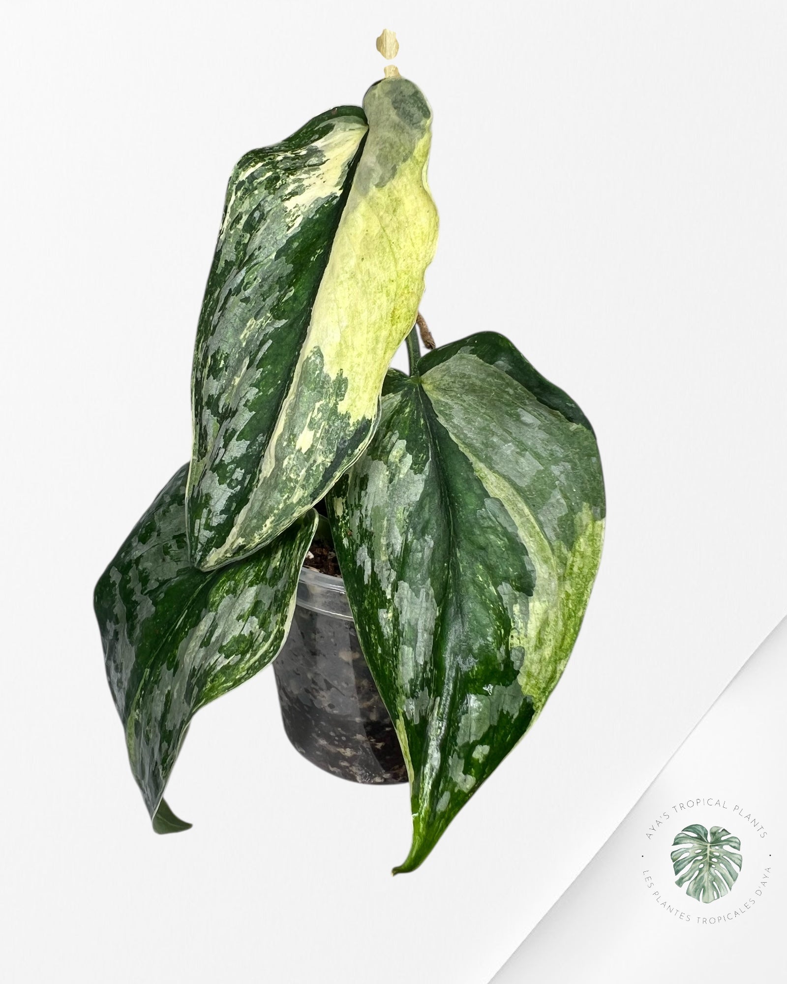 Scindapsus Exotica Tricolore - SET3