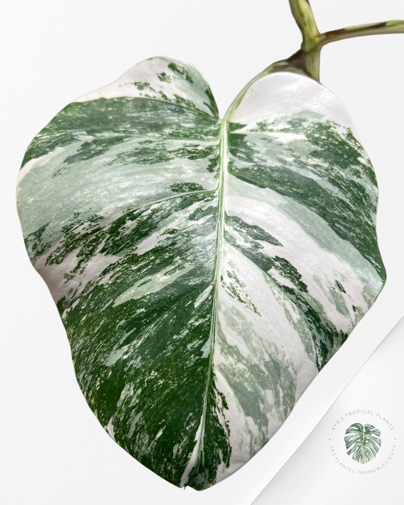 Monstera Borsigiana Albo-JAM5