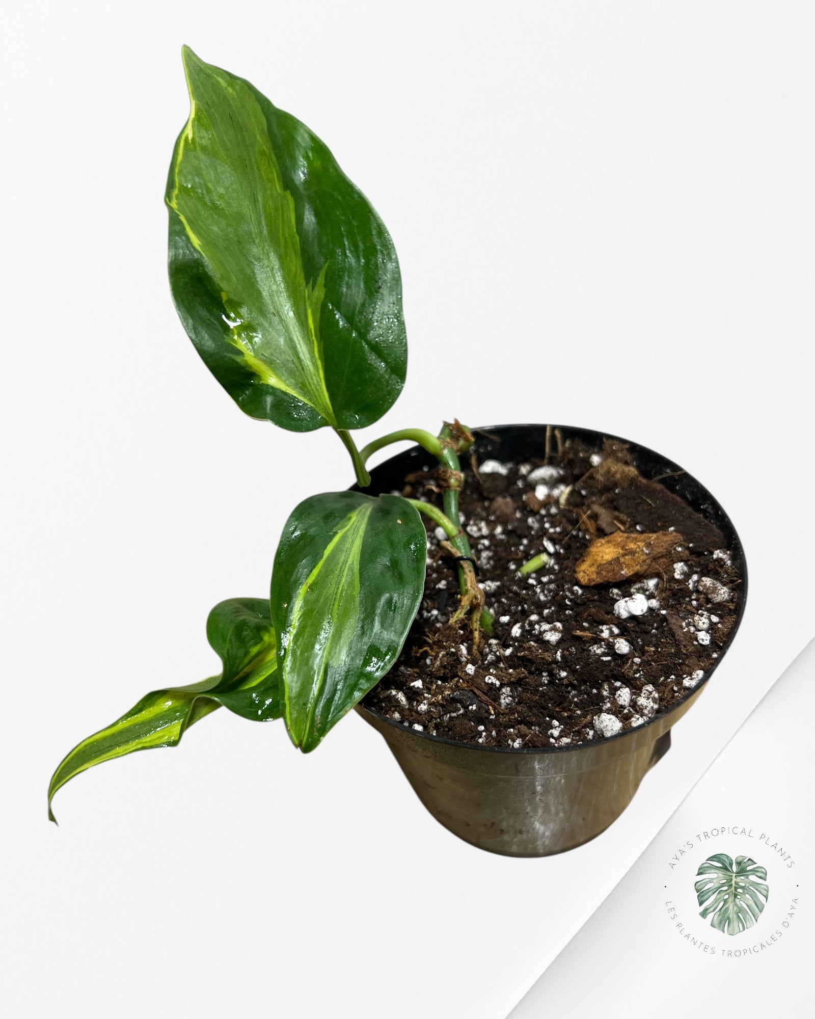 Crème éclaboussée Philodendron - B