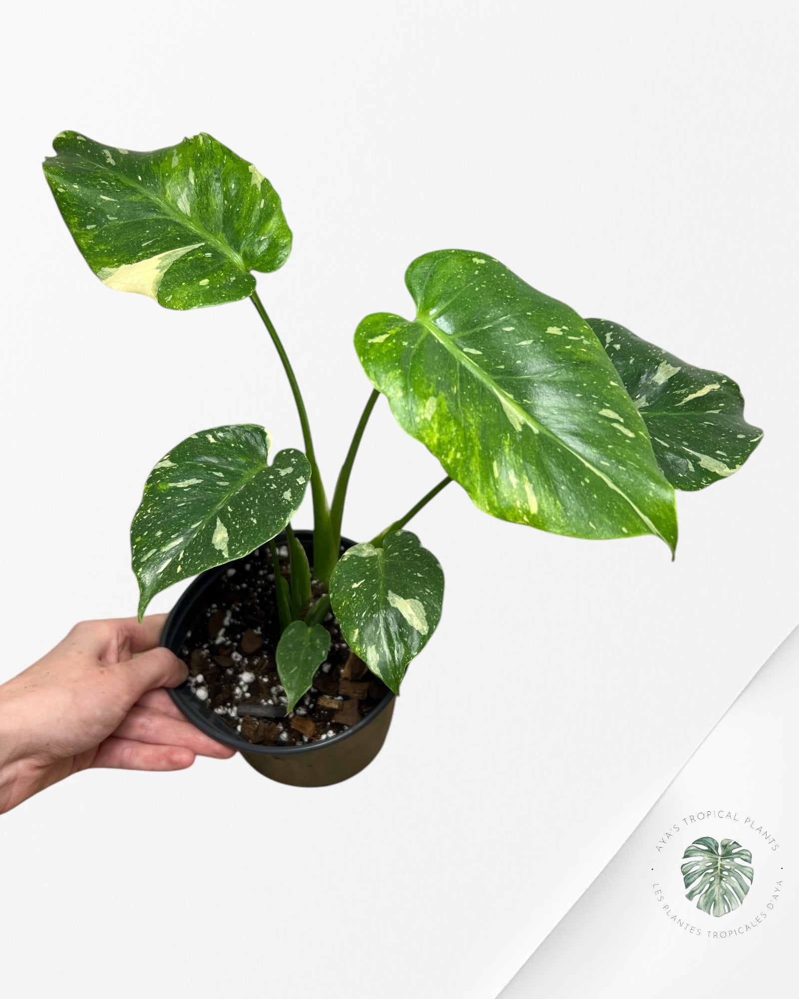 Monstera Miracle Tricolore -MTT260