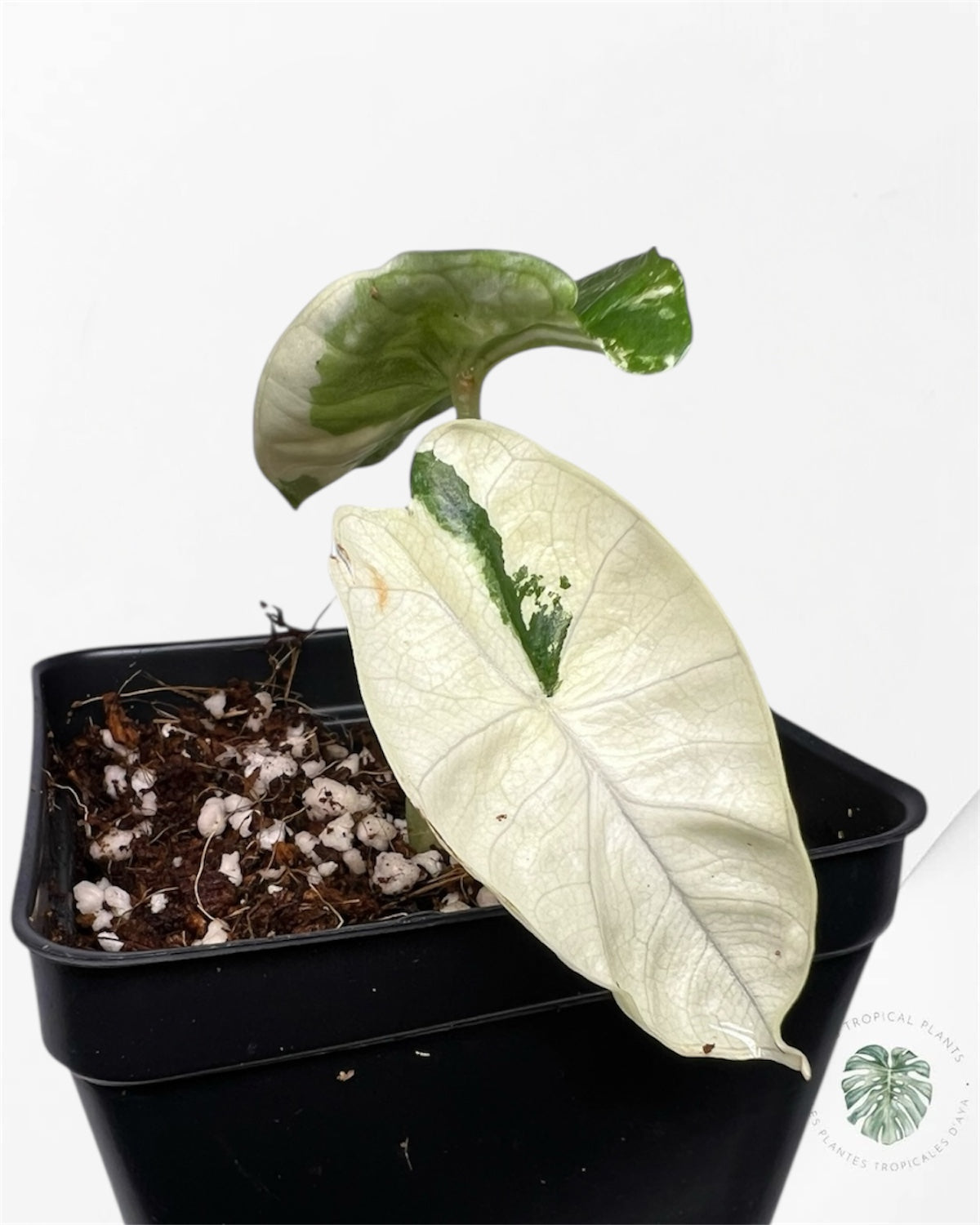 Alocasia Platinum Albo Variegated - P60
