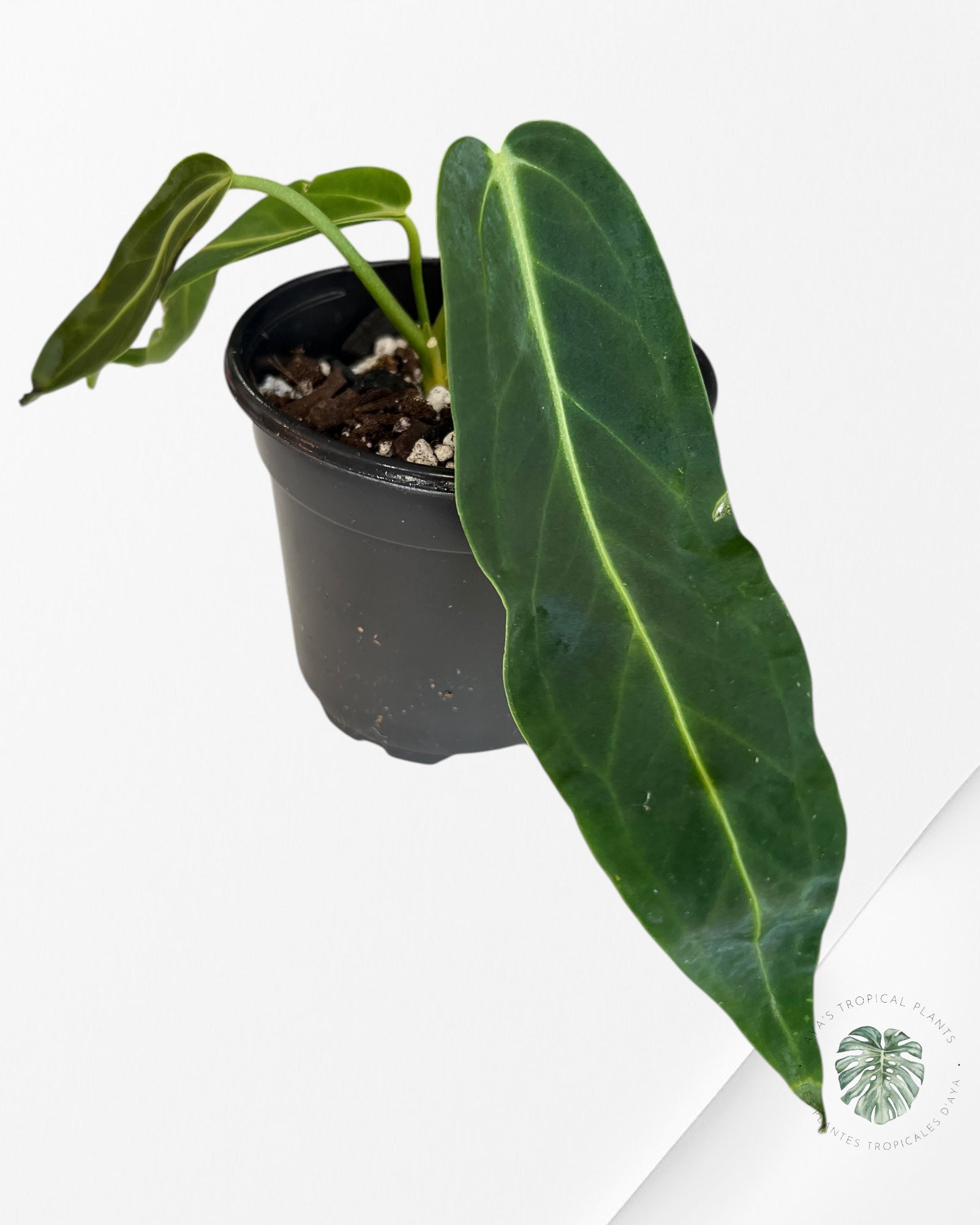 Anthurium Warocqueanum -800