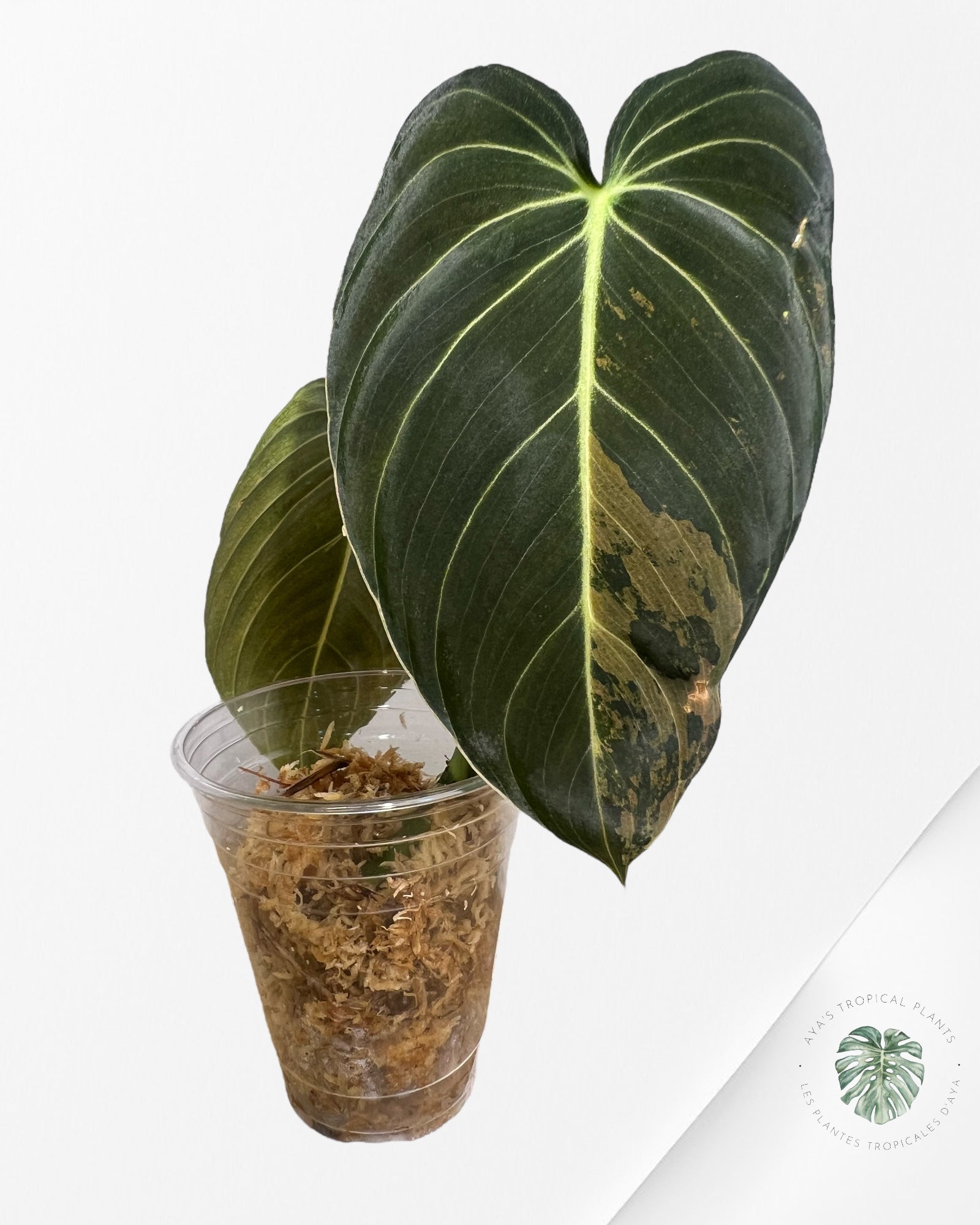 Philodendron melanocrysum variegated - F4