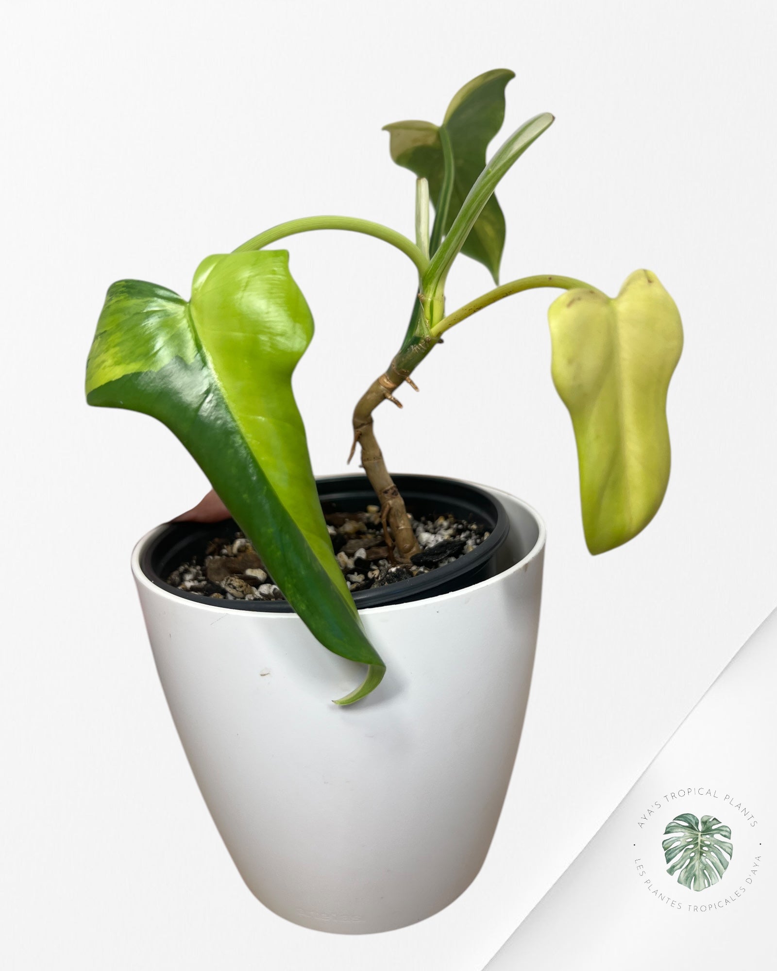 Philodendron Violon Panaché -A