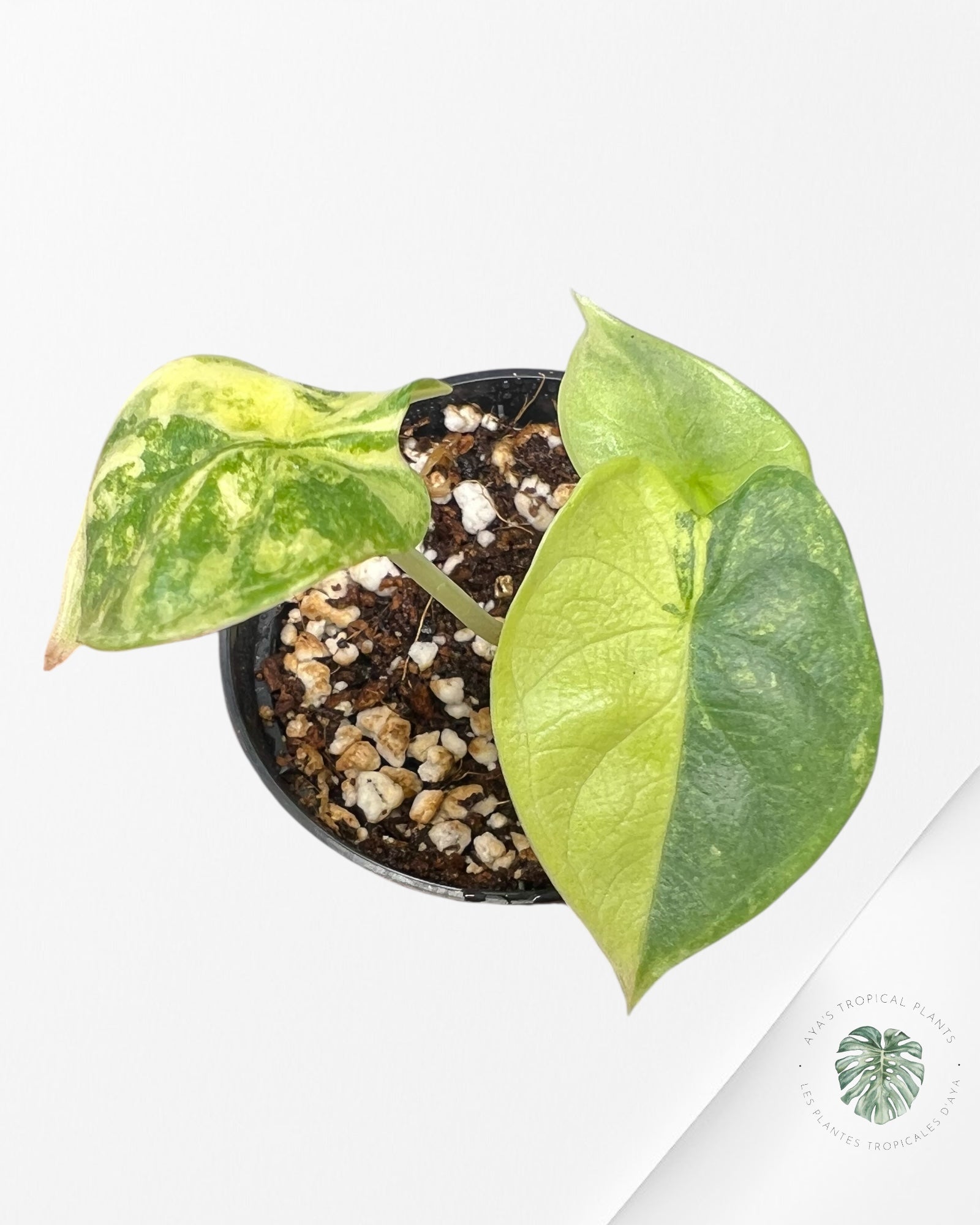 Alocasia Silver Dragon Variegated Aurea -TC19