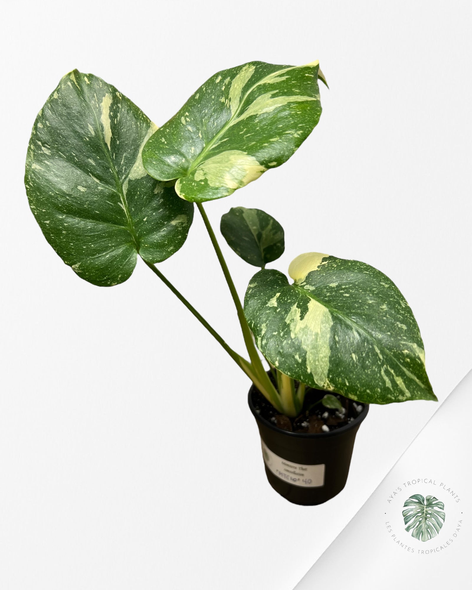 Monstera Thai Constellation-MTC10