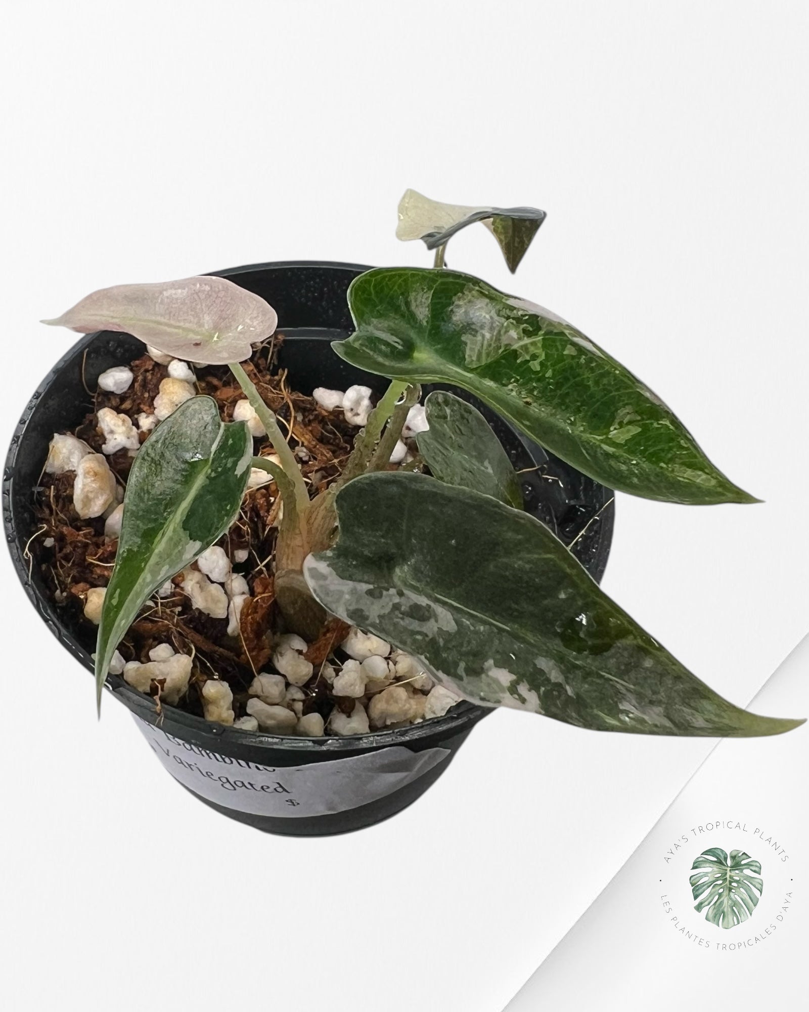 Alocasia Bambino Variegated (pink) - 2