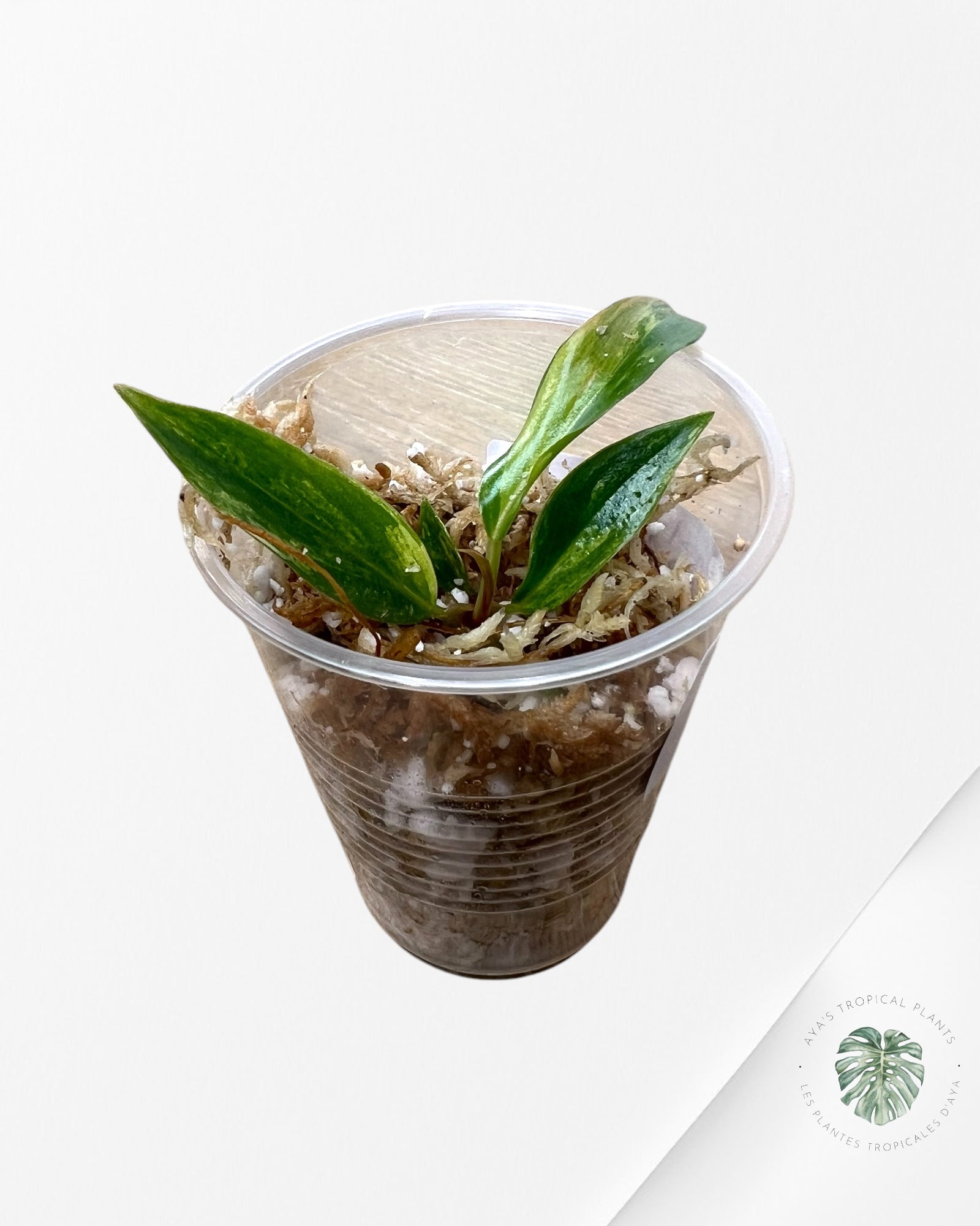 Philodendron caramel marble - M1