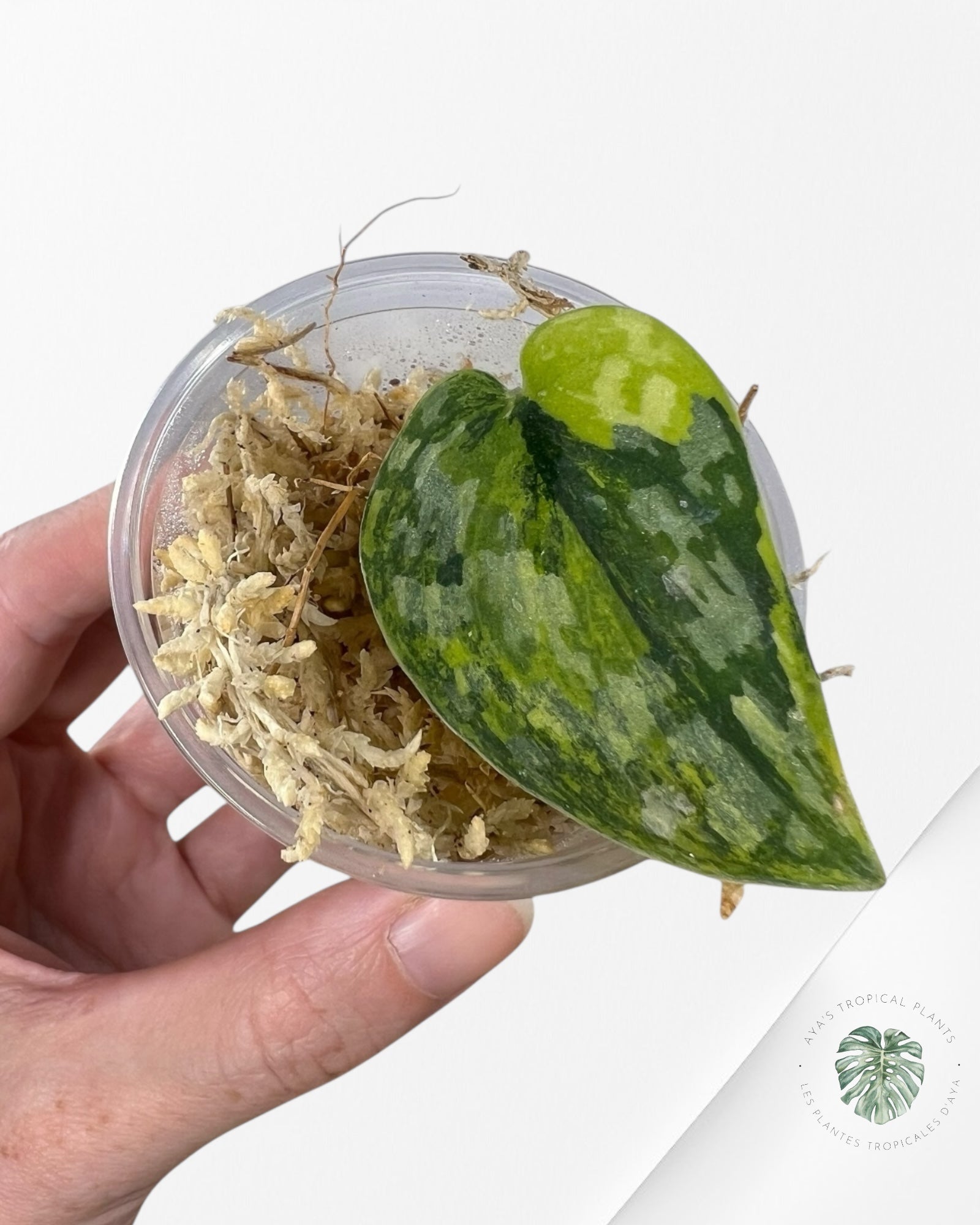 Scindapsus Apolaki-C