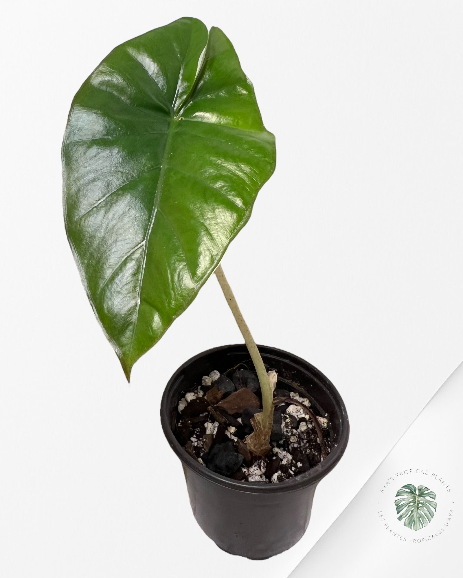 Alocasia Yucatan Mint (REVERTED) - AYM7