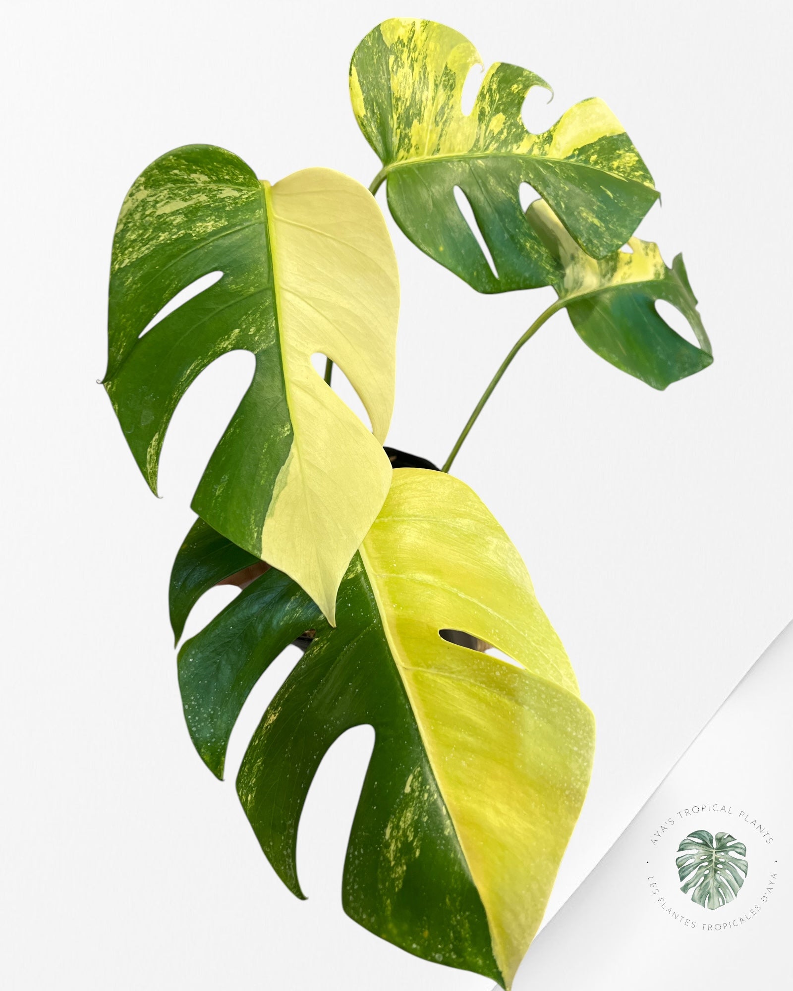 Monstera Aurea -JA2