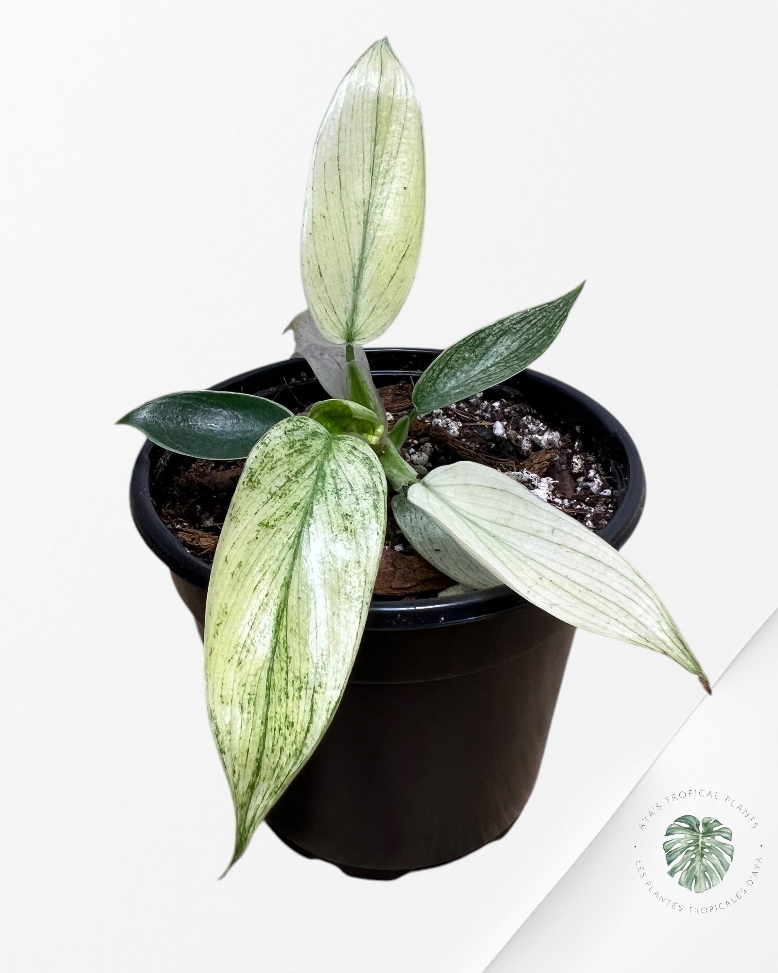 Philodendron Florida Ghost Mint -PFG14