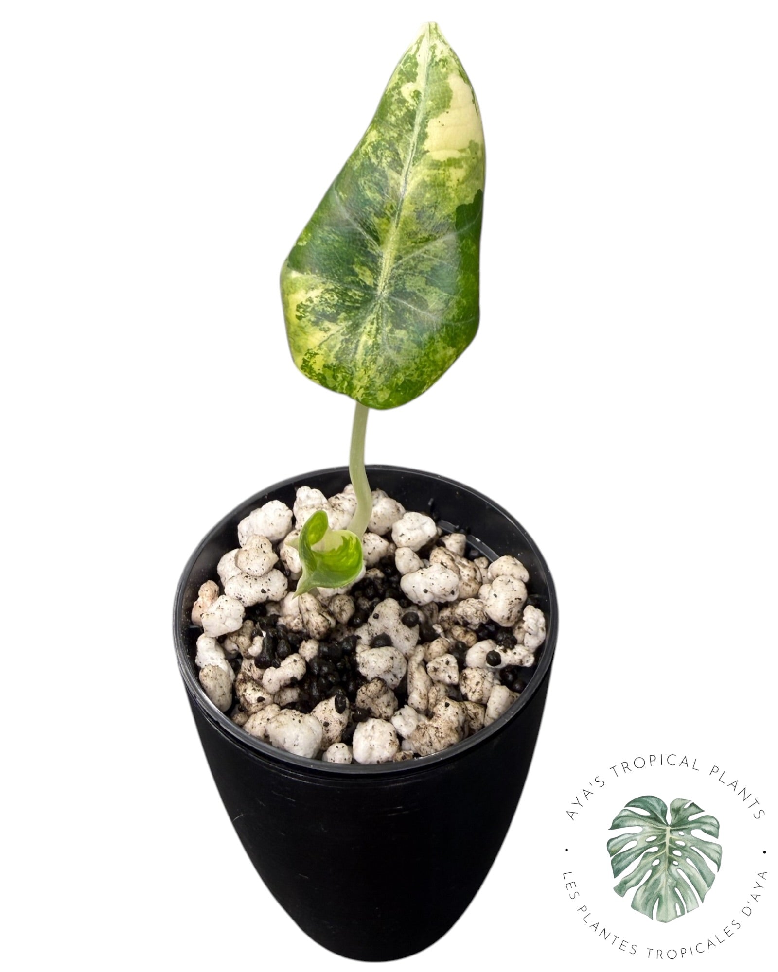 Alocasia Maharani Golden Lime