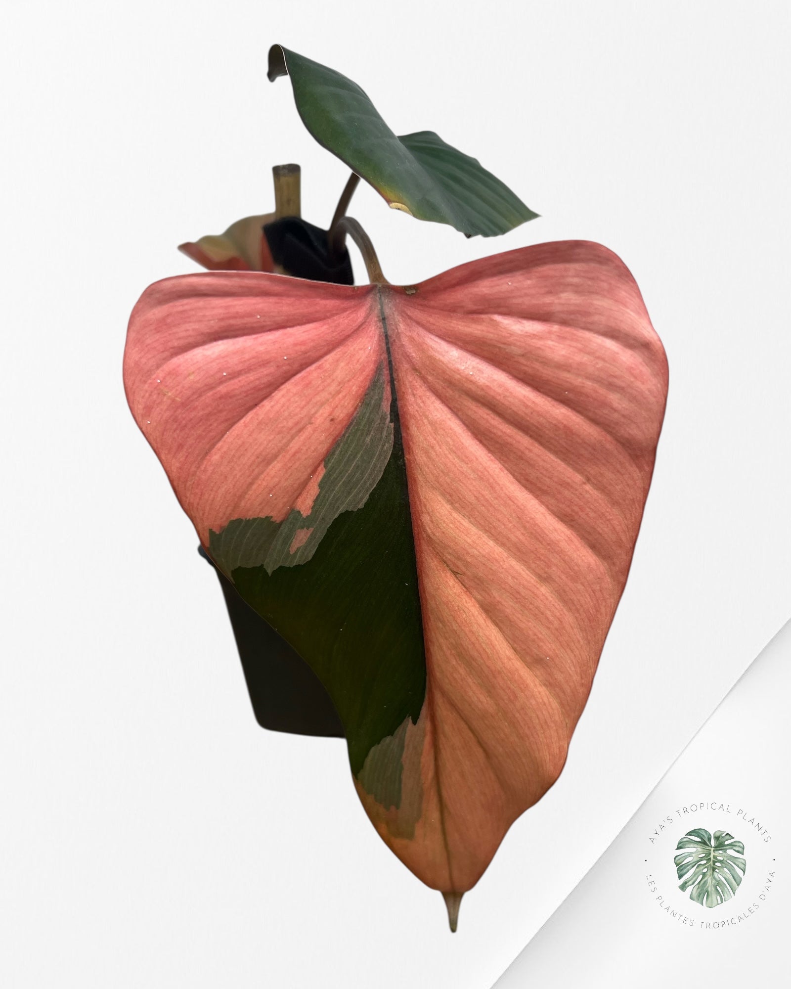Homalomena Pink Diamond - SS