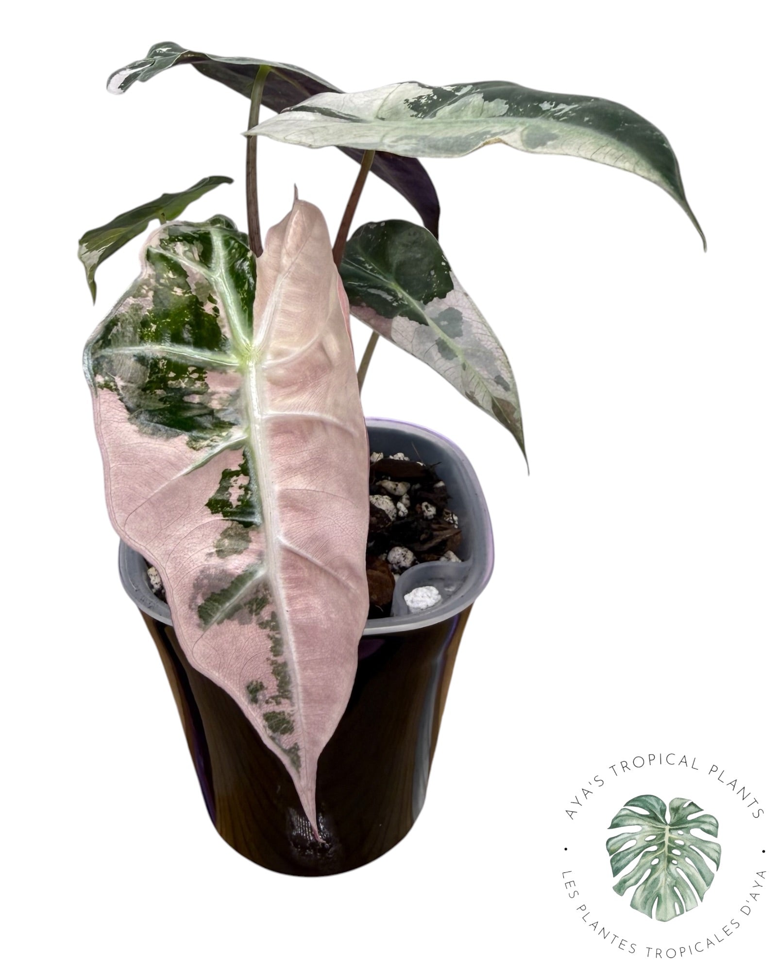 Alocasia Polly Flocon de Neige Rose