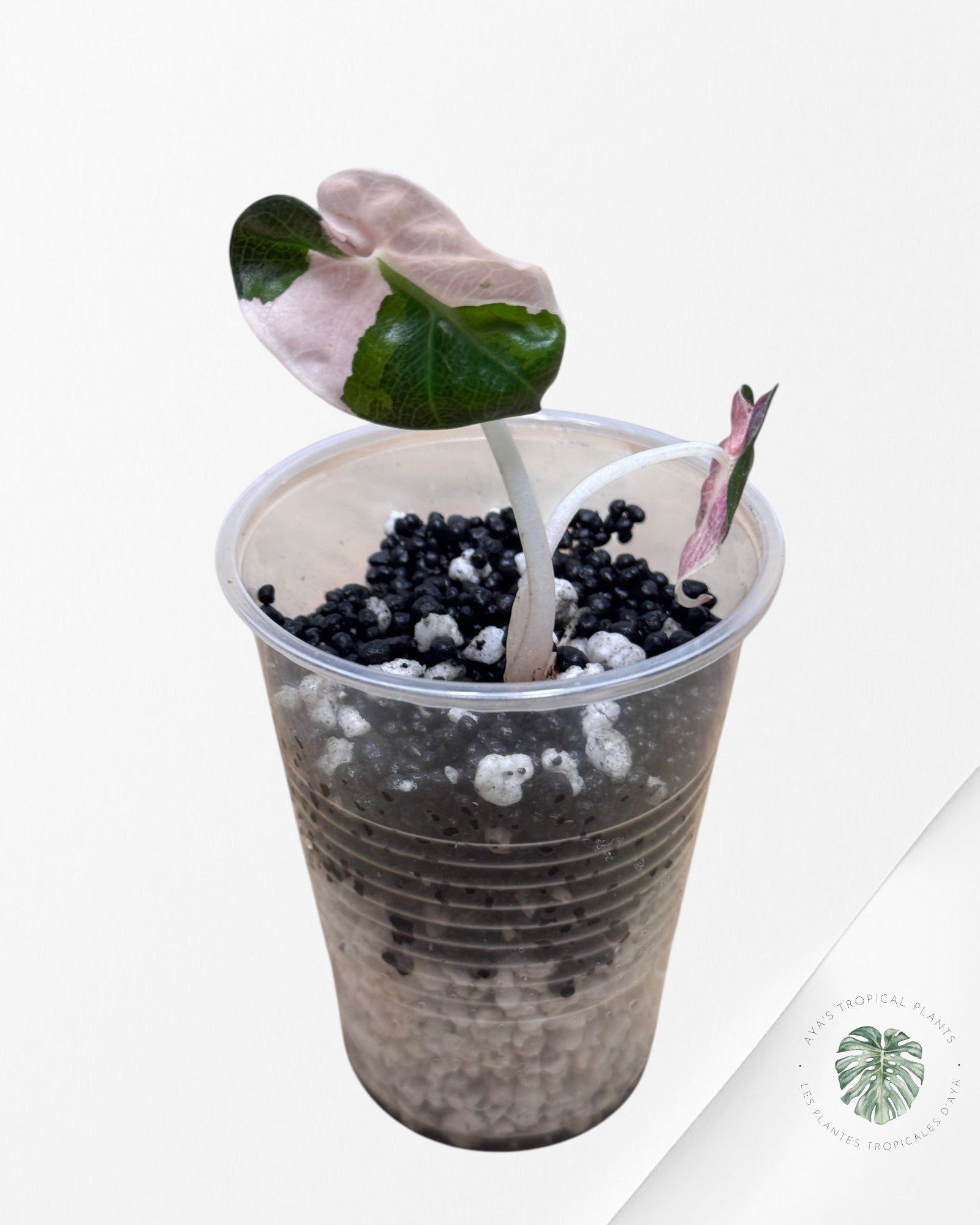 Alocasia Heart Balloon Pink Variegated - ST2