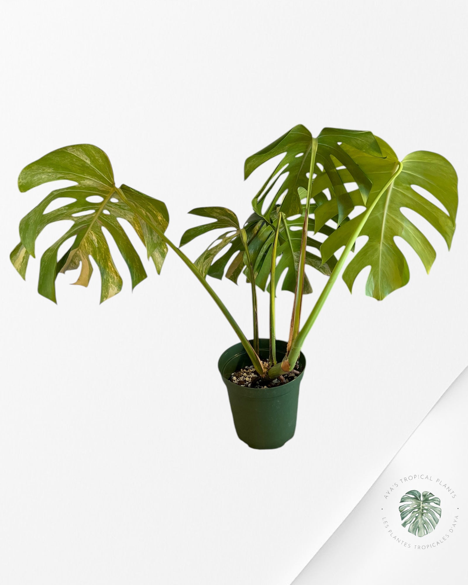 Monstera Aurea - p002