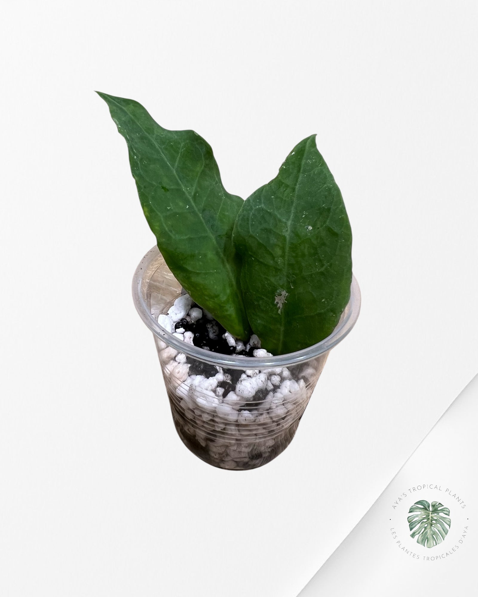 Hoya Patricia - F4