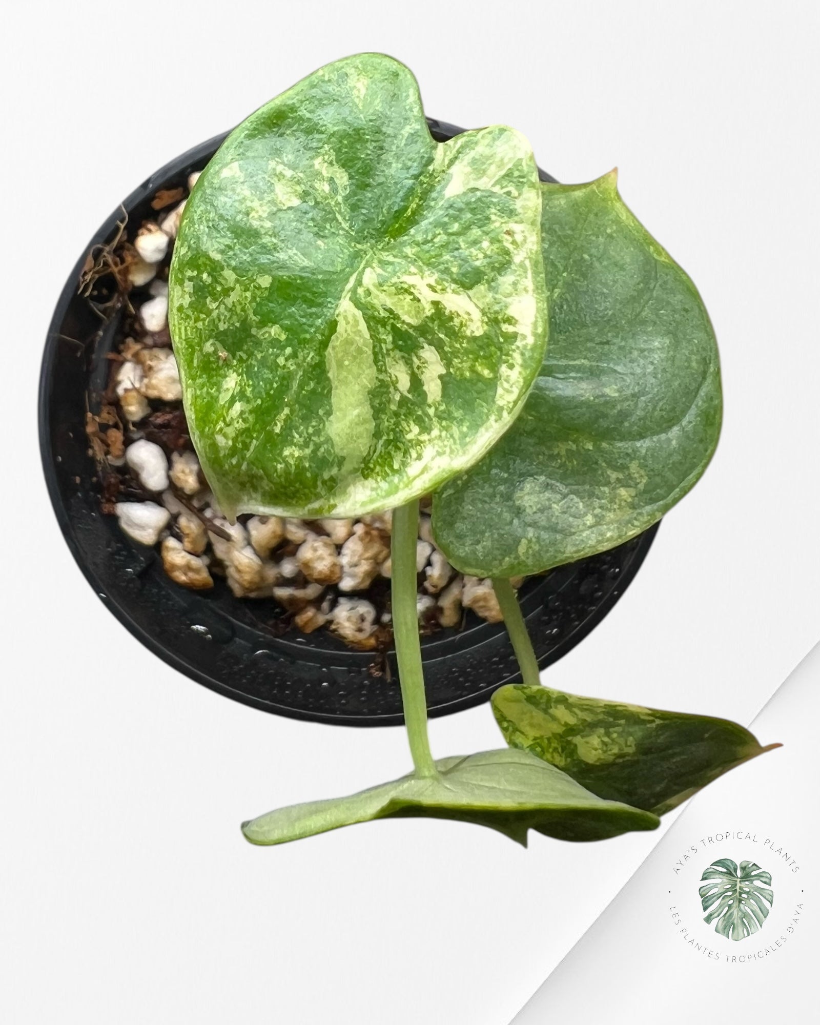 Alocasia Silver Dragon Variegated Aurea -440