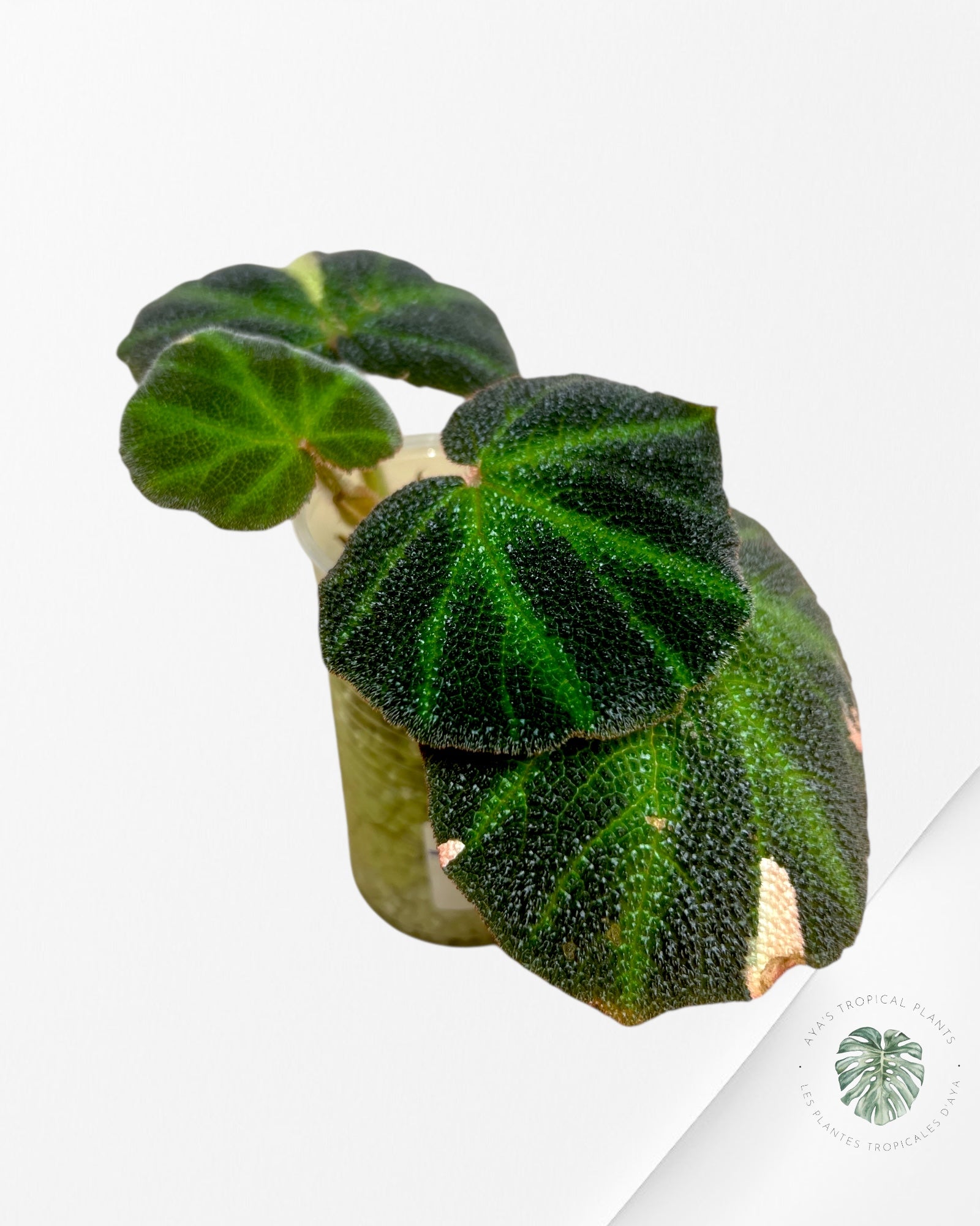 Begonia soli-mutata variegated - T3