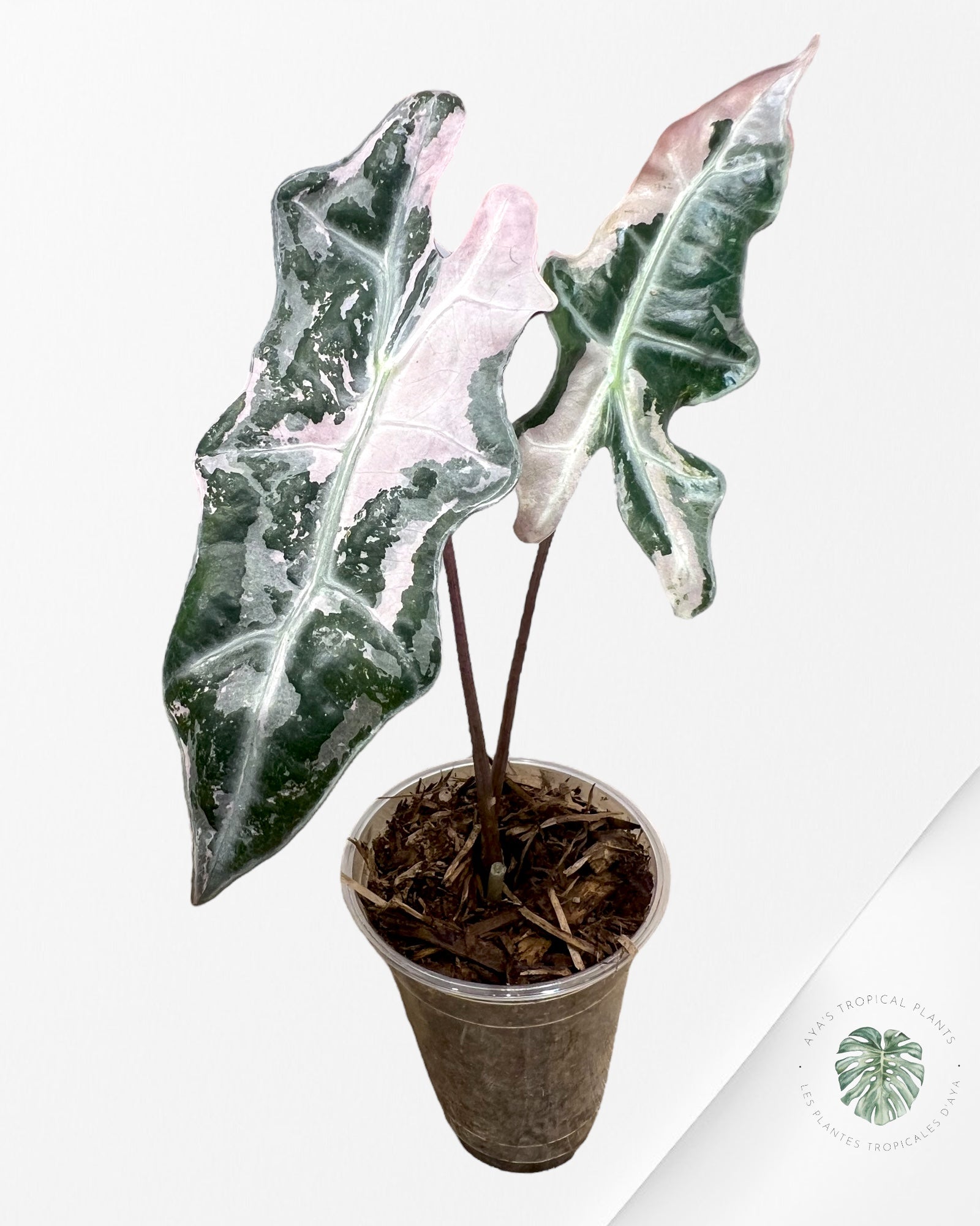 Alocasia Sanderiana Nobilis Rose Panaché-A