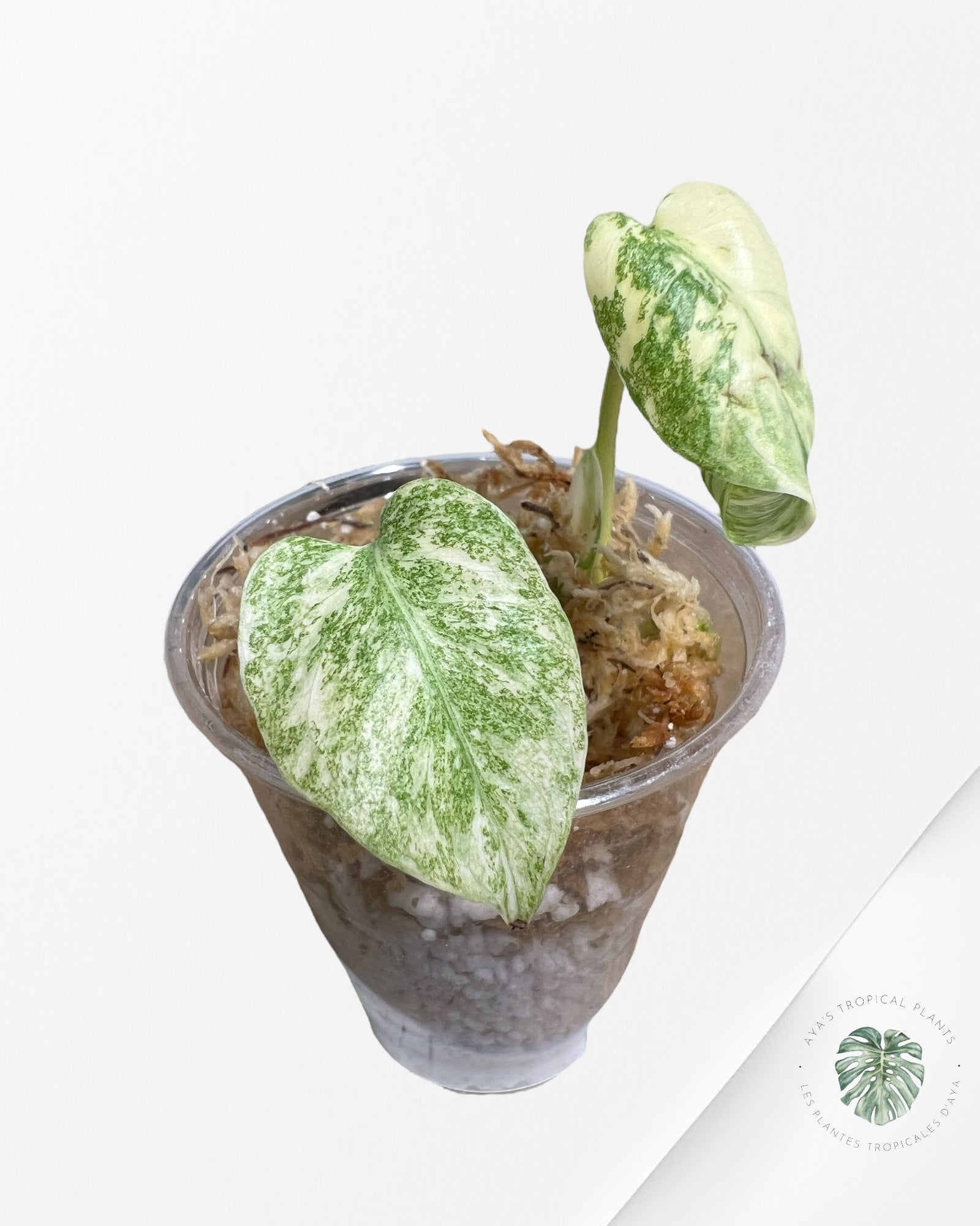Monstera Thai Constellation Creme Brûlée (Grade A) - TC60