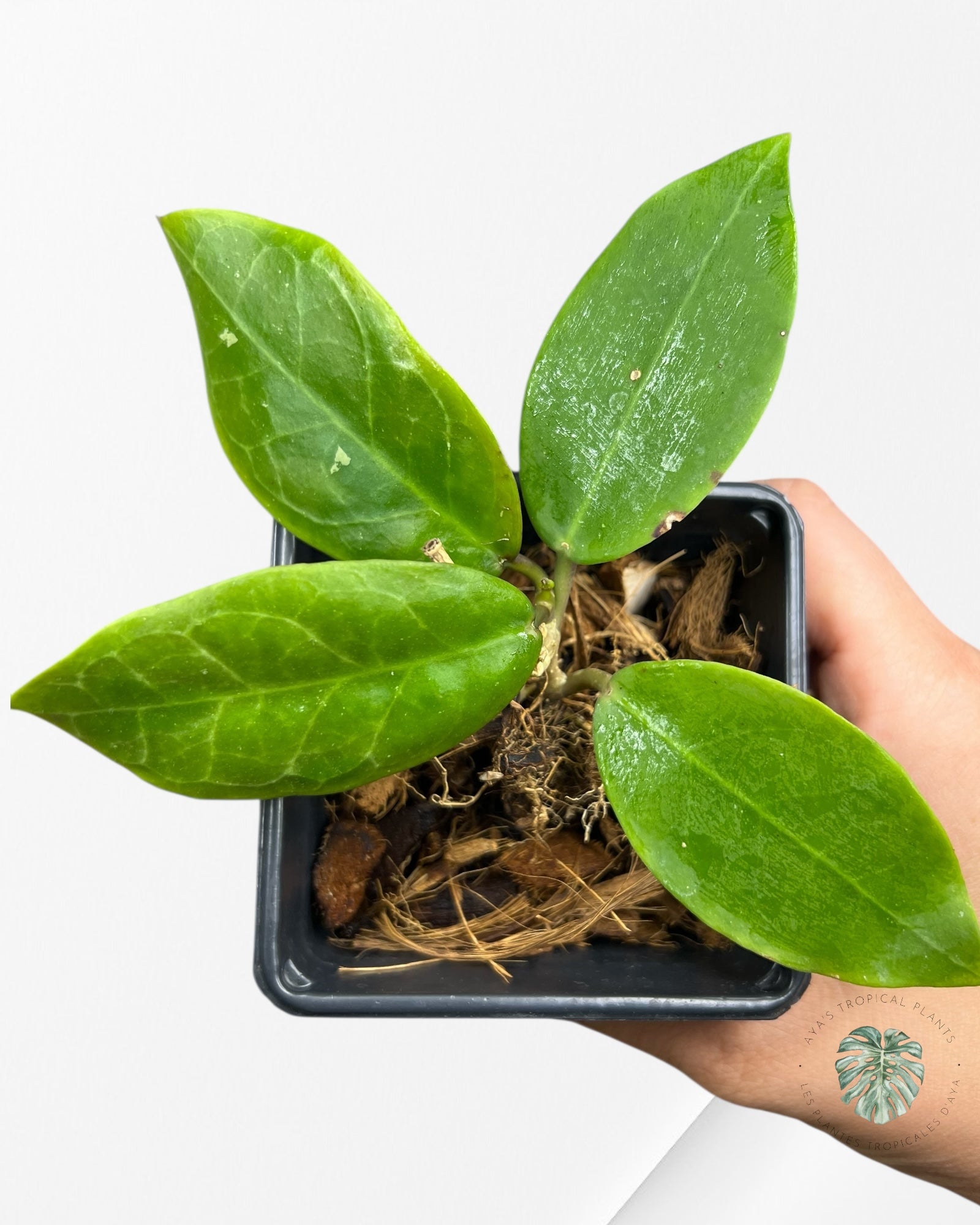 Hoya Patricia - F2