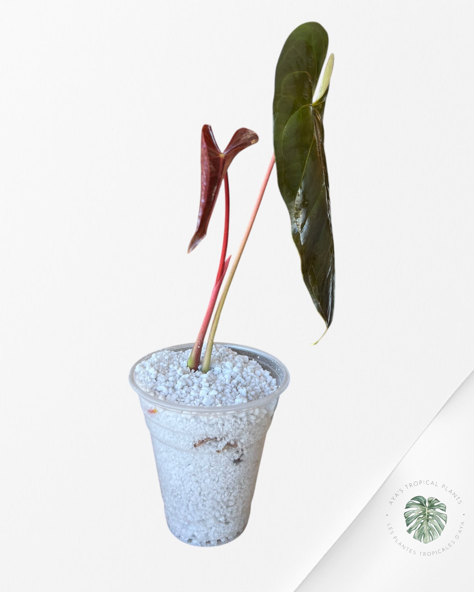 Anthurium Modeanum-04