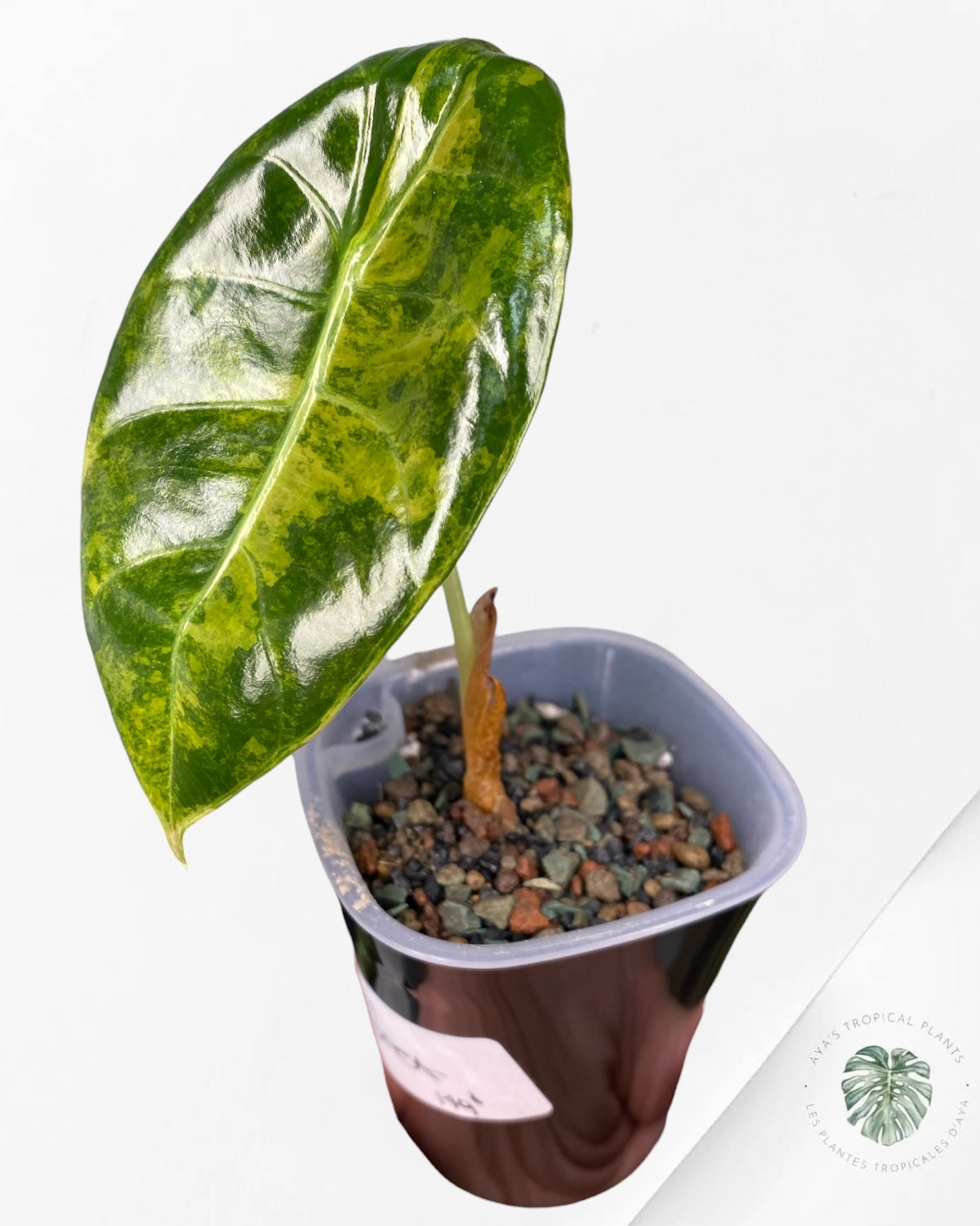 Alocasia Sedenii Aurea Variegated