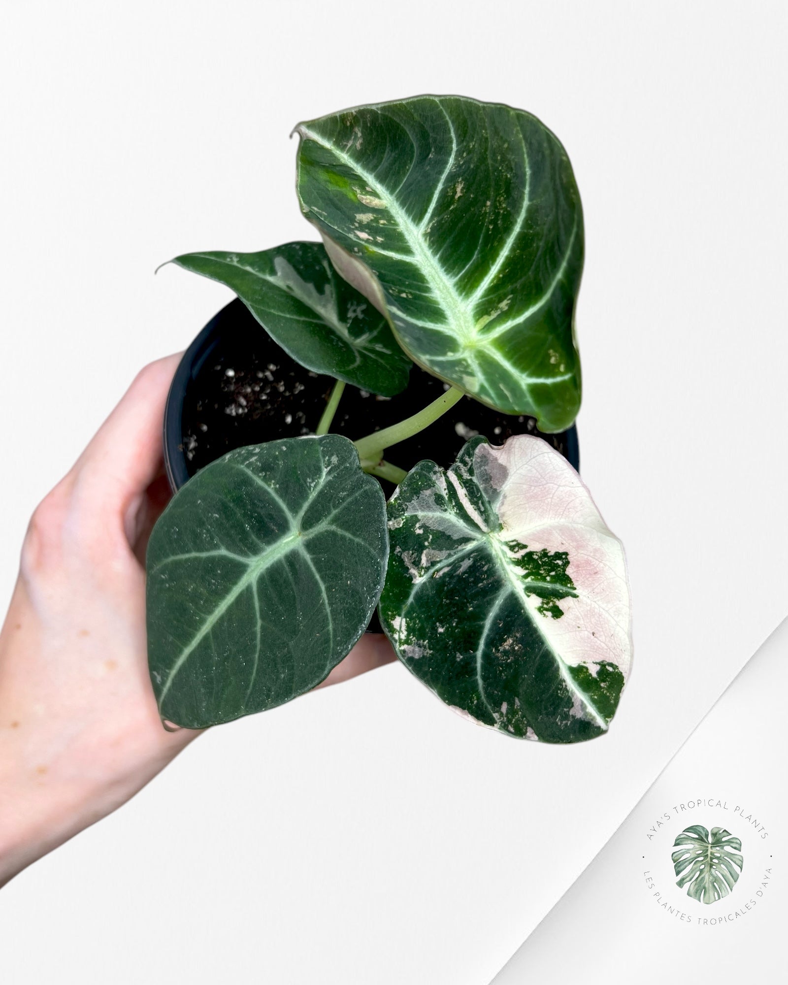 Alocasia Black Velvet Pink - SA5