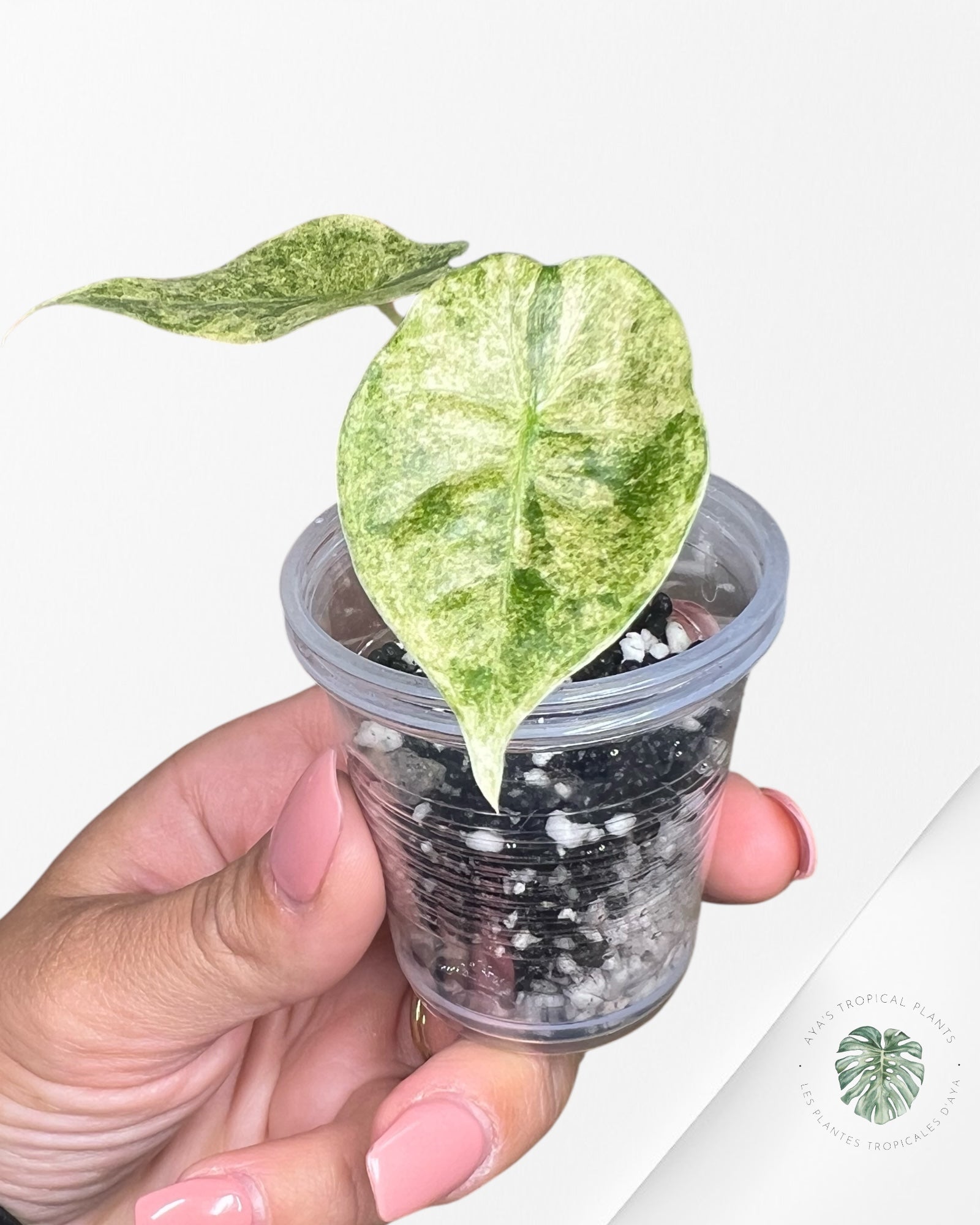 Alocasia Golden Bone Pink Splash