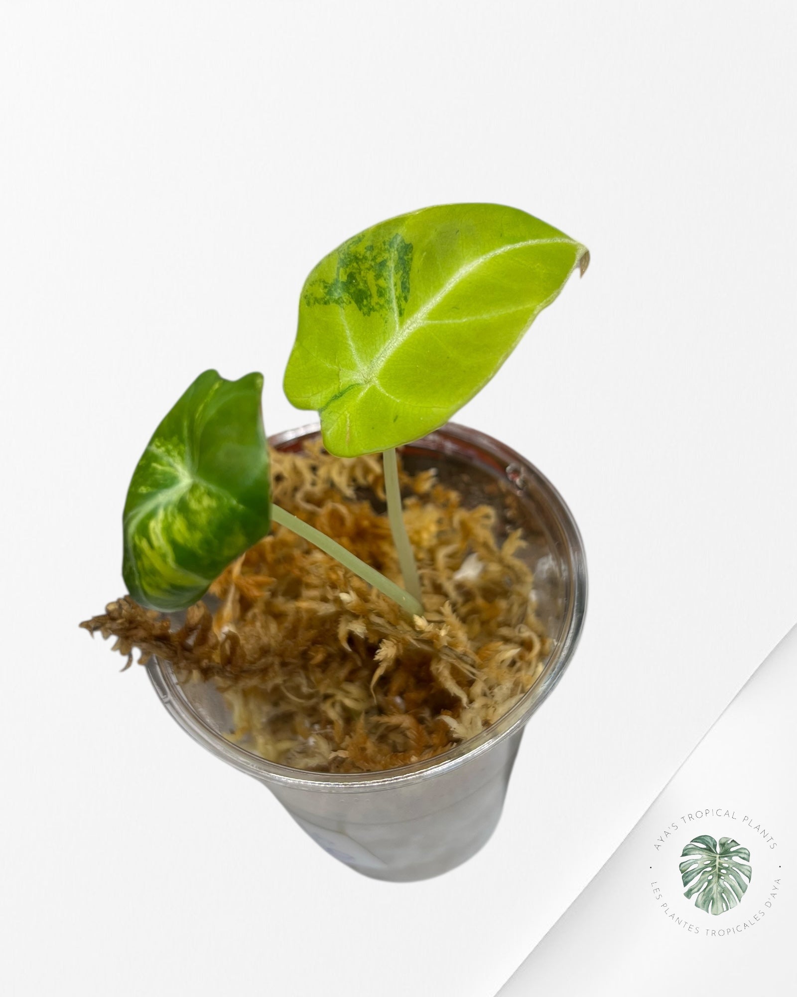 Alocasia Black Velvet Gold Variegata (Aurea) - VE