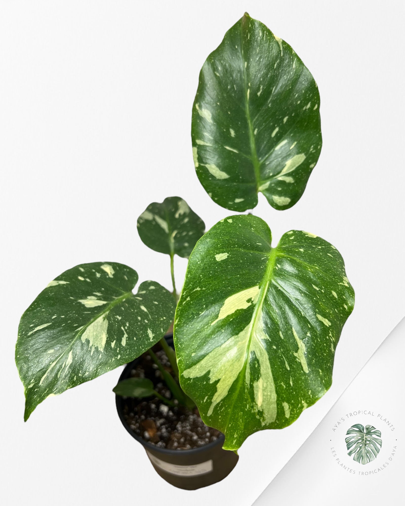 Monstera Thai Constellation-MT24