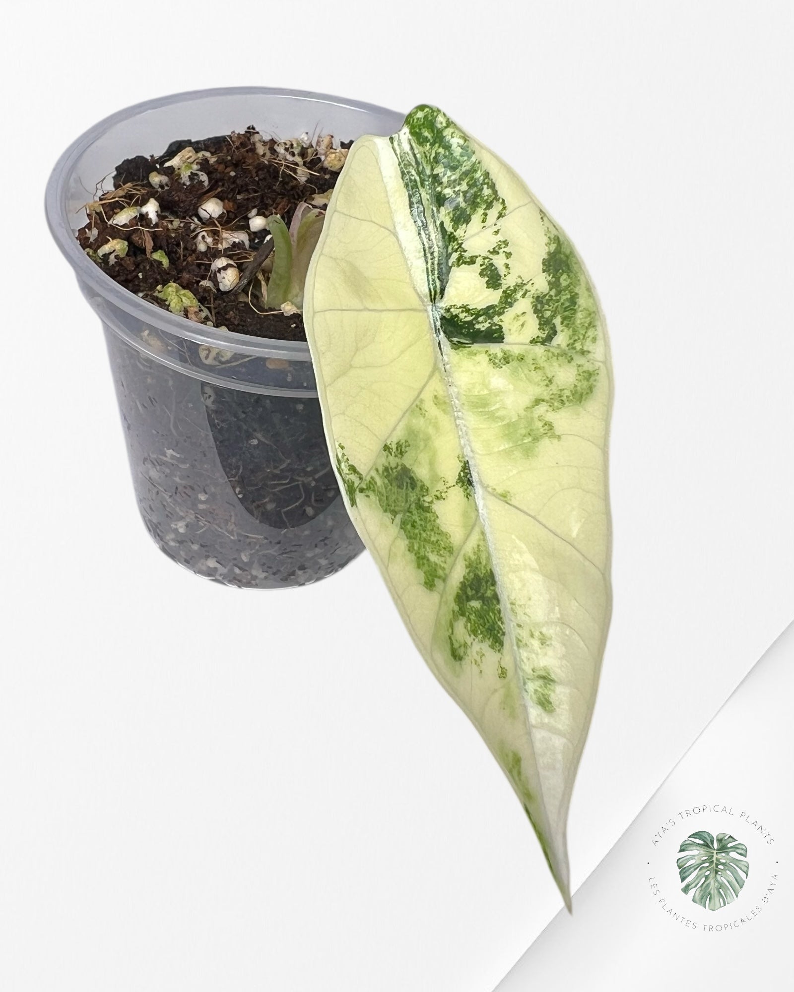 Alocasia Bisma sp. 'Platinum' Albo Variegated - 13D